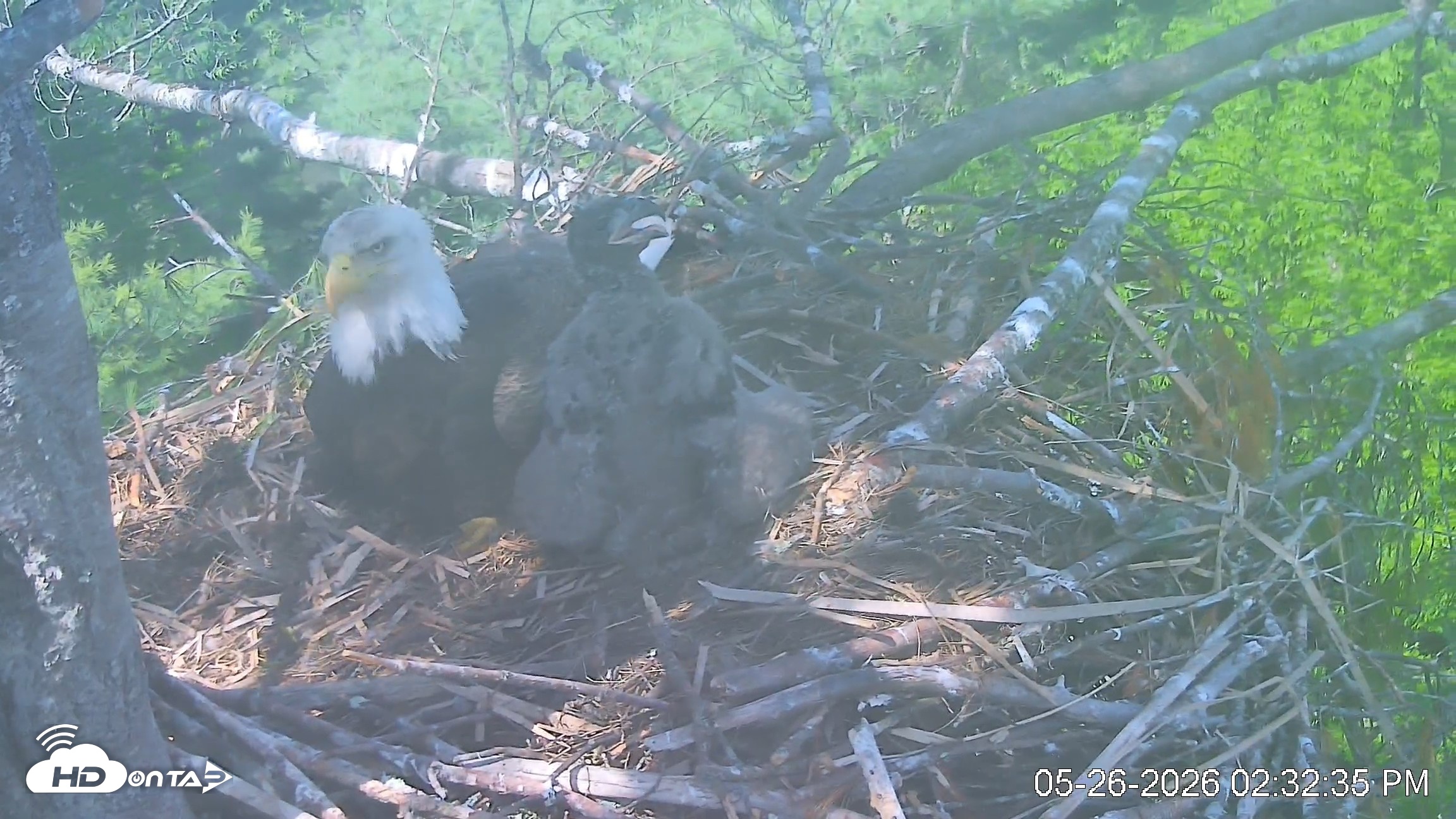 Snapshot of VINS Bald Eagles Nest Live Cams taken May 26, 2026, 2:33pm EDT