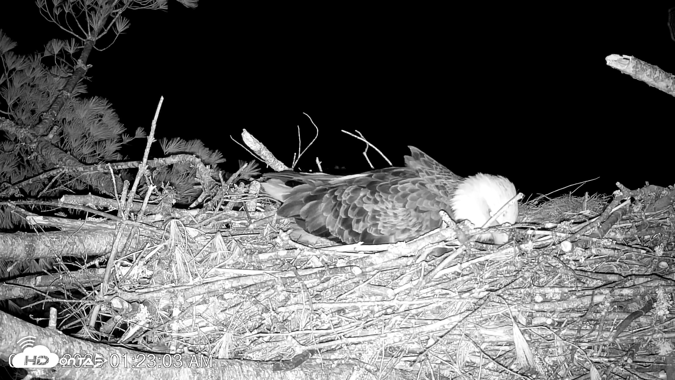 Snapshot of VINS Bald Eagles Nest Live Cams taken Apr 24, 2026, 1:24am EDT