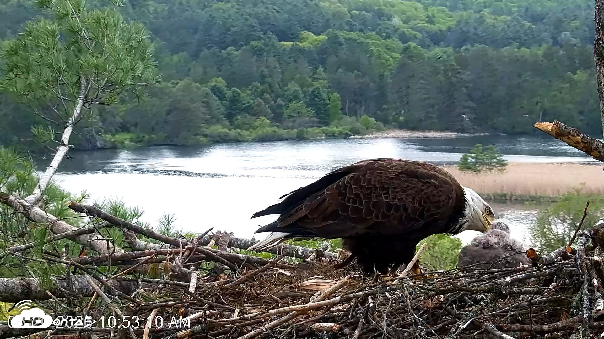 Snapshot of VINS Bald Eagles Nest Live Cams taken May 20, 2026, 10:53am EDT