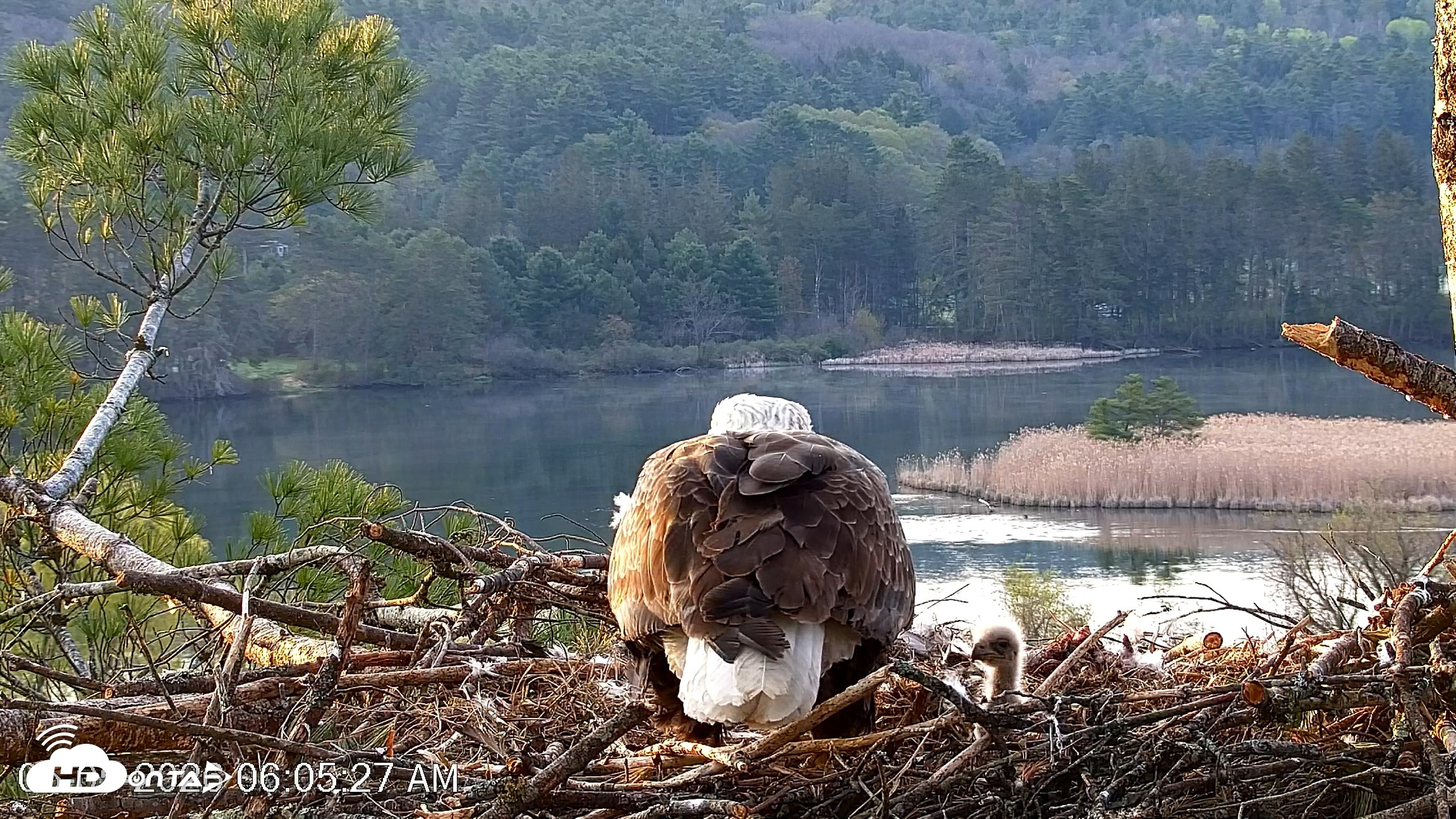 Snapshot of VINS Bald Eagles Nest Live Cams taken May 5, 2026, 6:06am EDT