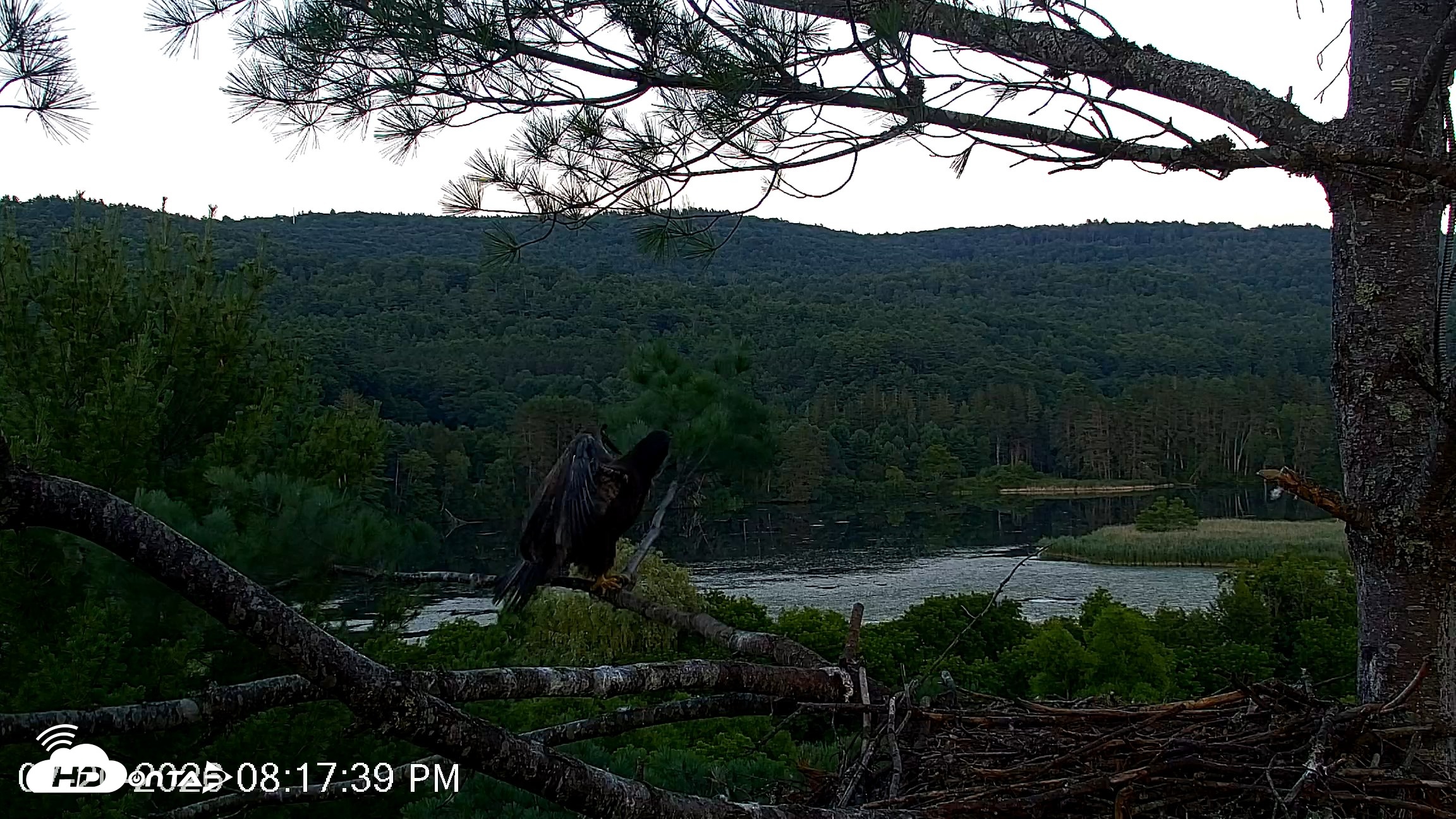 Snapshot of VINS Bald Eagles Nest Live Cams taken Jul 20, 2026, 8:18pm EDT