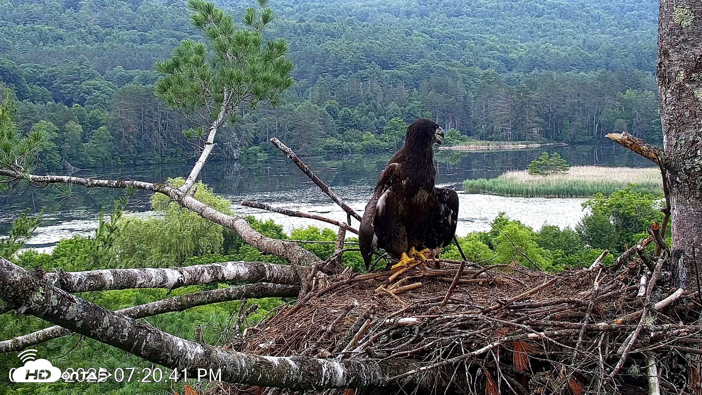 Snapshot of VINS Bald Eagles Nest Live Cams taken Jul 1, 2026, 7:21pm EDT