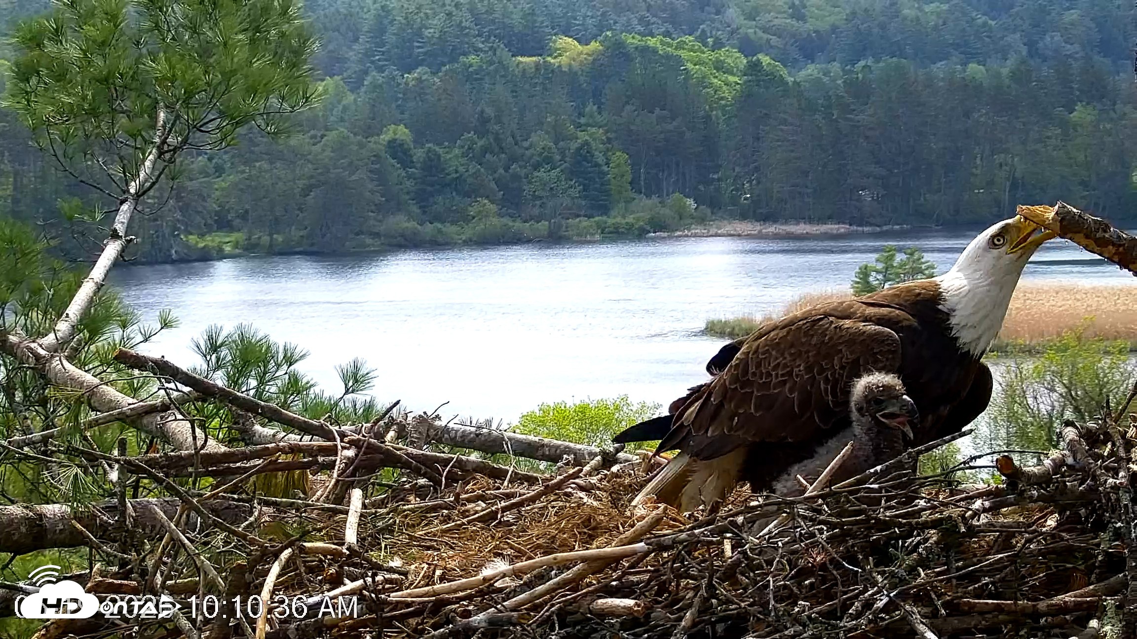 Snapshot of VINS Bald Eagles Nest Live Cams taken May 19, 2026, 10:11am EDT