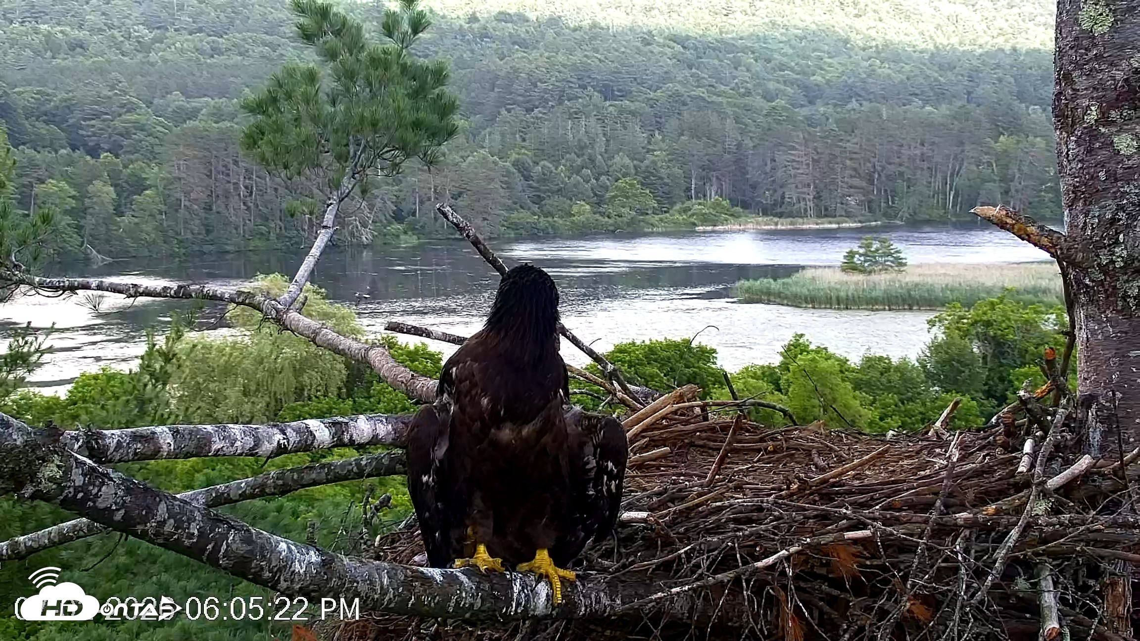 Snapshot of VINS Bald Eagles Nest Live Cams taken Jul 2, 2026, 6:06pm EDT