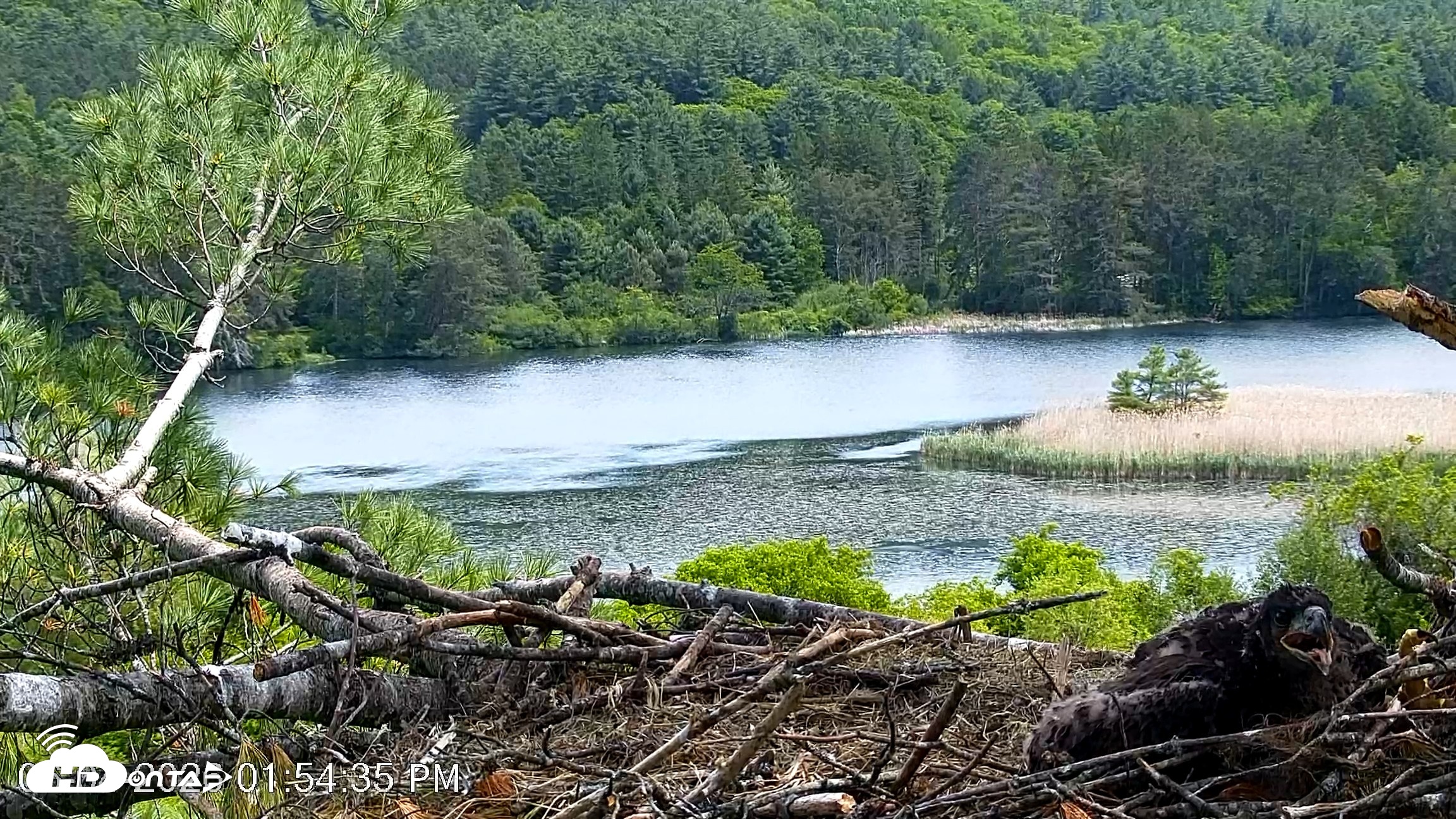 Snapshot of VINS Bald Eagles Nest Live Cams taken Jun 4, 2026, 1:55pm EDT