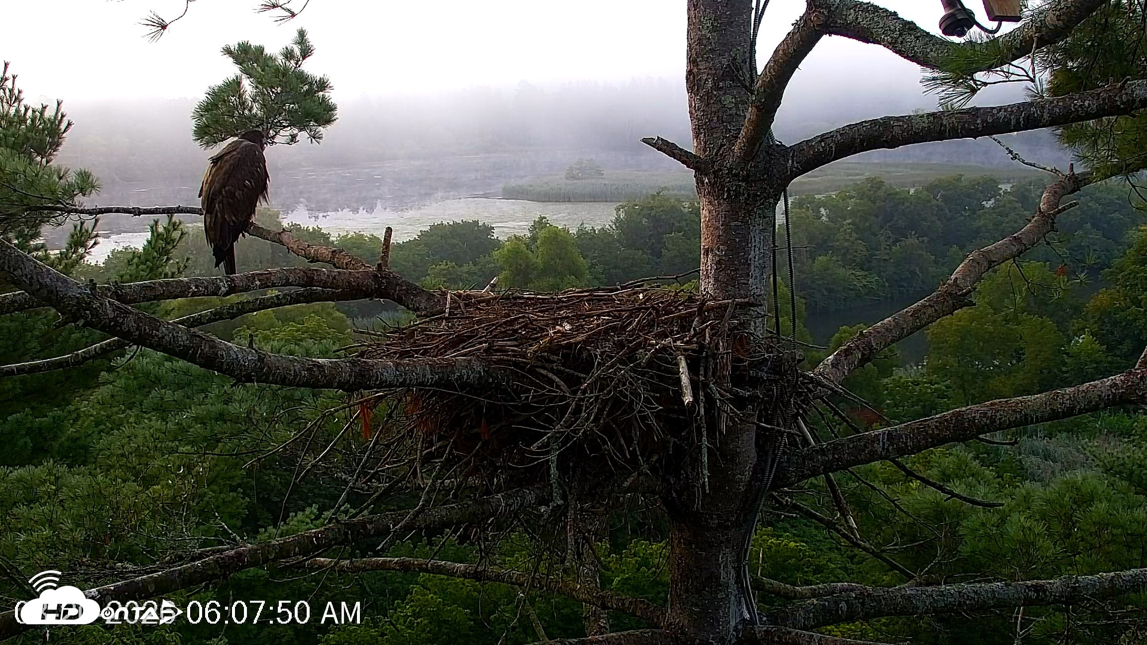 Snapshot of VINS Bald Eagles Nest Live Cams taken Aug 20, 2026, 6:08am EDT