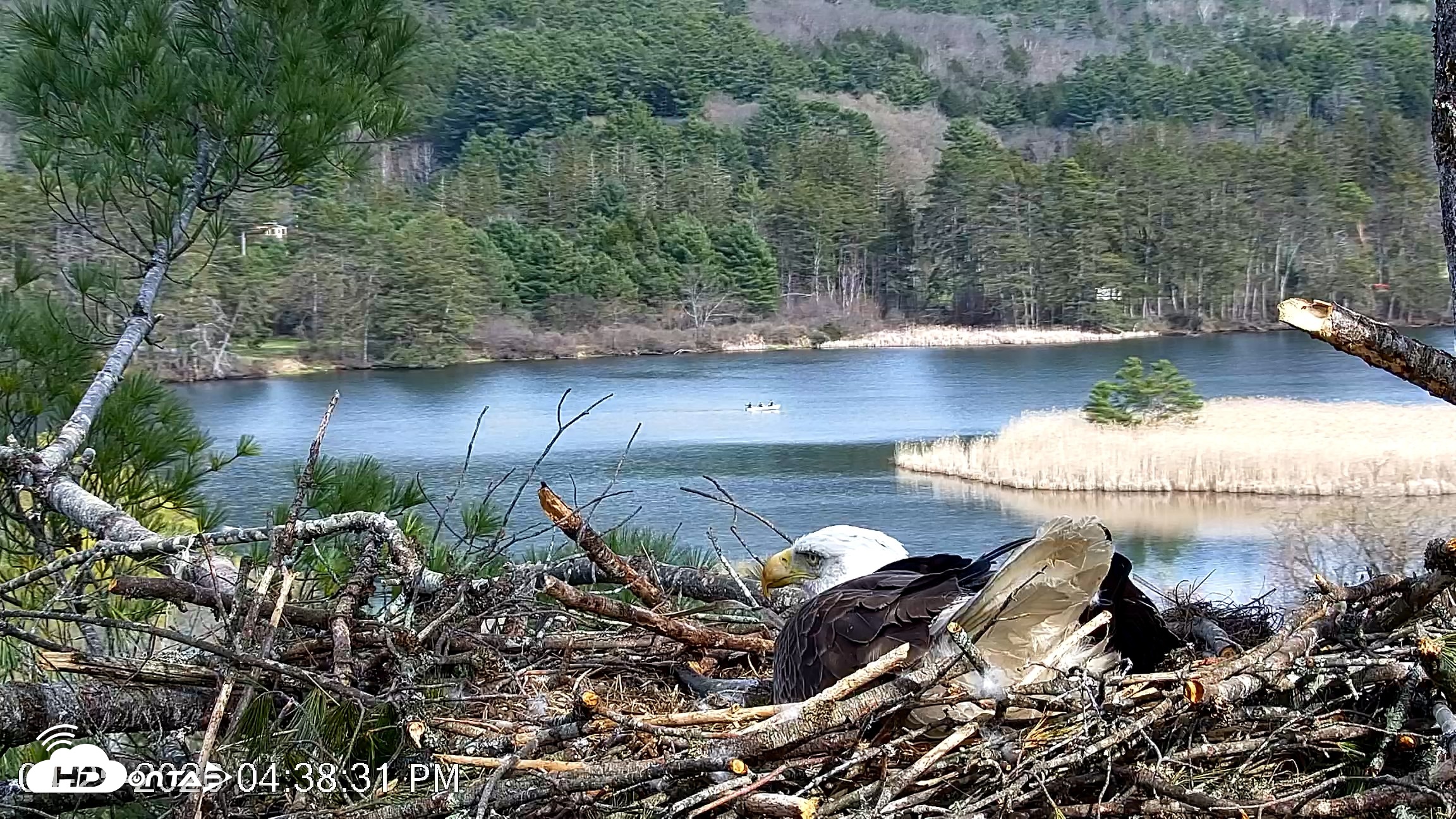 Snapshot of VINS Bald Eagles Nest Live Cams taken Apr 25, 2026, 4:39pm EDT