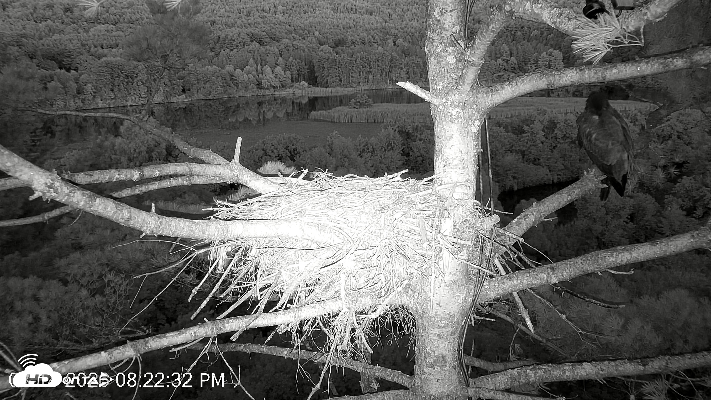 Snapshot of VINS Bald Eagles Nest Live Cams taken Aug 14, 2026, 8:23pm EDT