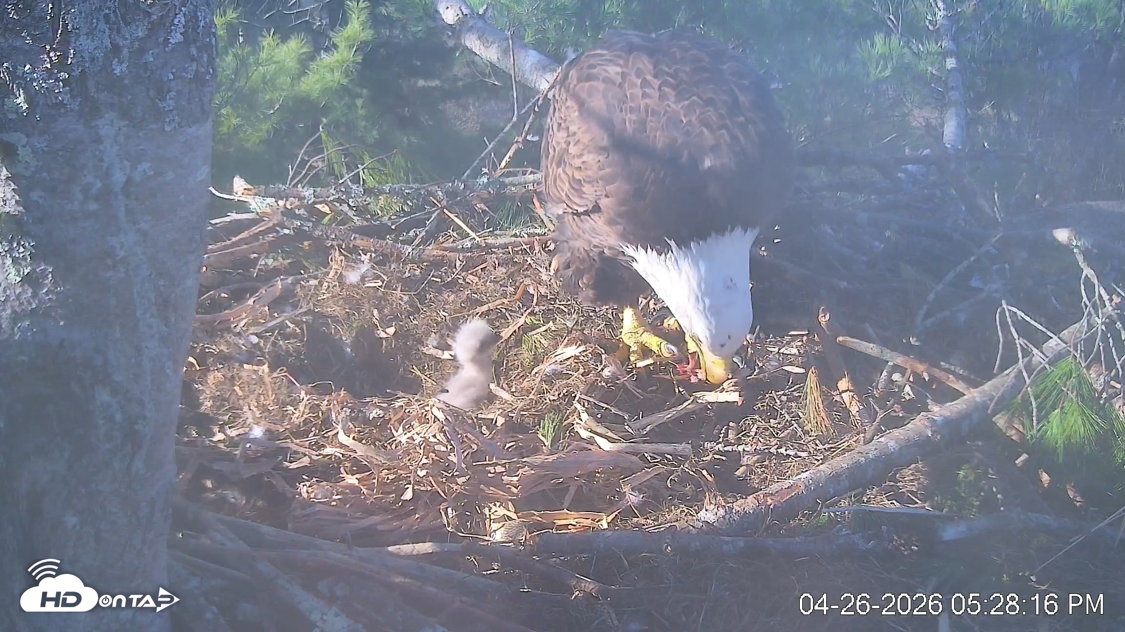 Snapshot of VINS Bald Eagles Nest Live Cams taken Apr 26, 2026, 5:29pm EDT