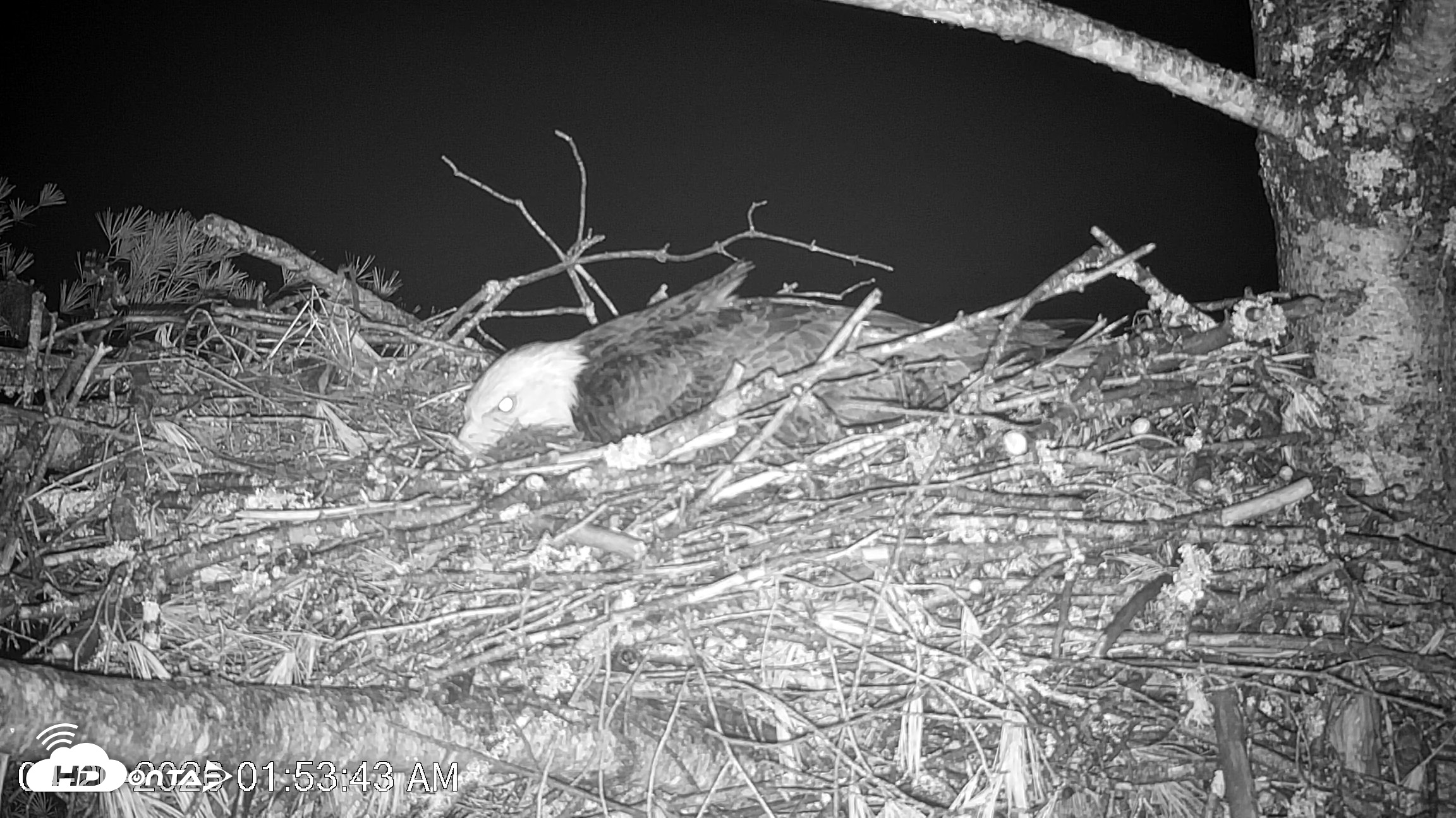 Snapshot of VINS Bald Eagles Nest Live Cams taken Apr 20, 2026, 1:54am EDT
