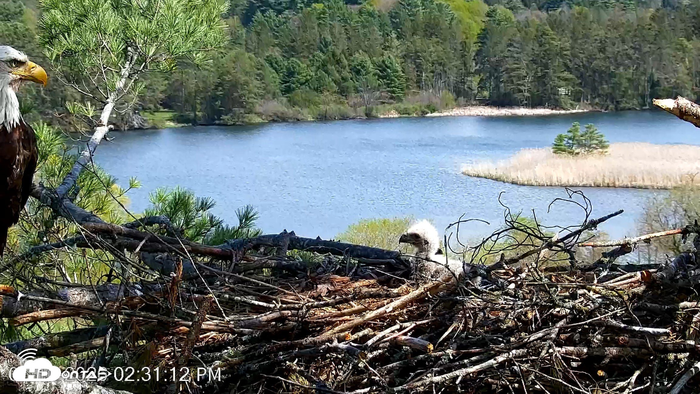 Snapshot of VINS Bald Eagles Nest Live Cams taken May 10, 2026, 2:31pm EDT