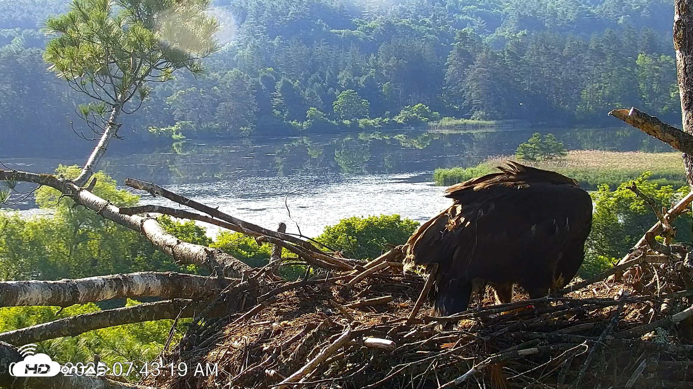 Snapshot of VINS Bald Eagles Nest Live Cams taken Jun 24, 2026, 7:44am EDT