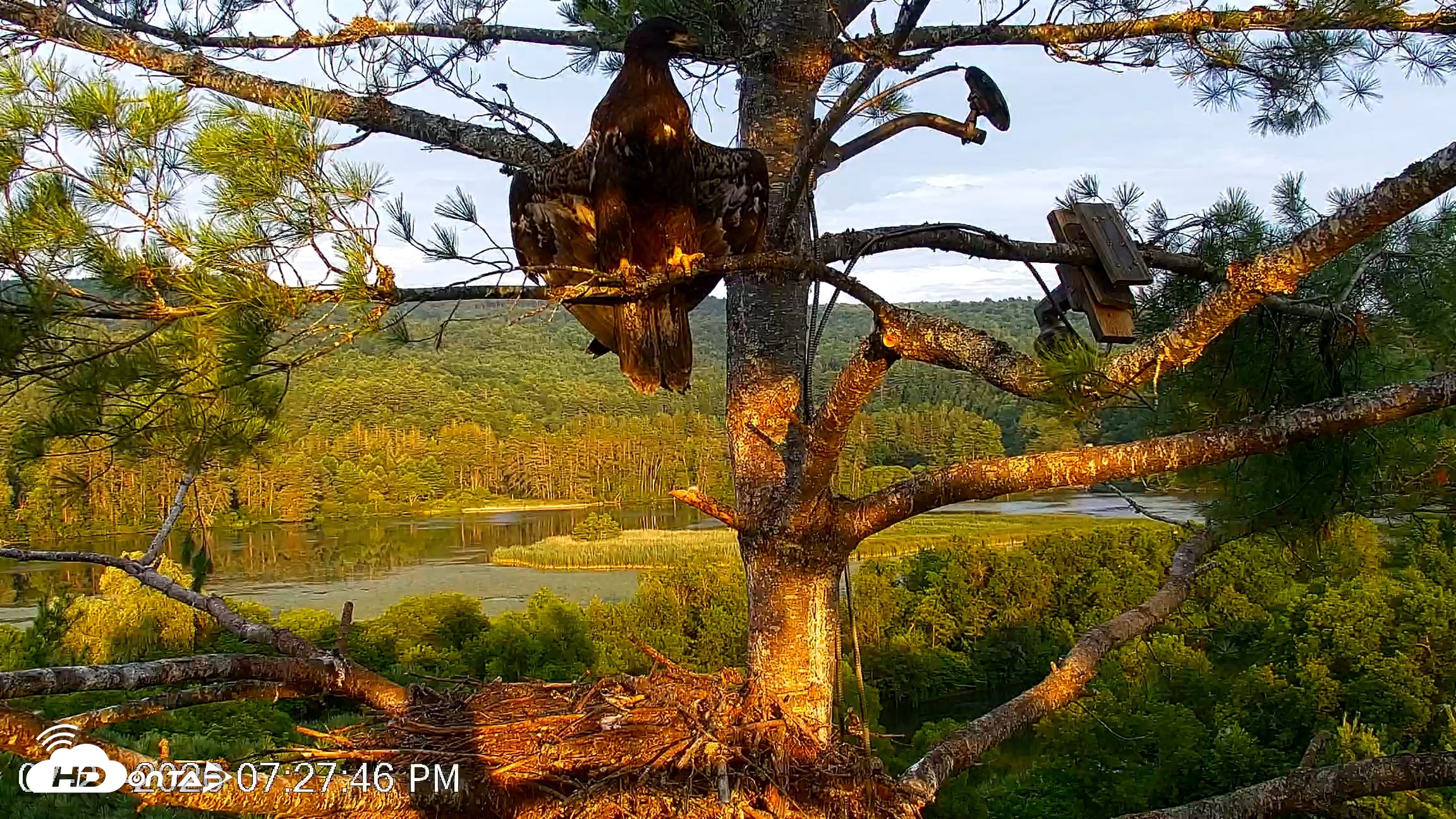 Snapshot of VINS Bald Eagles Nest Live Cams taken Jul 27, 2026, 7:28pm EDT