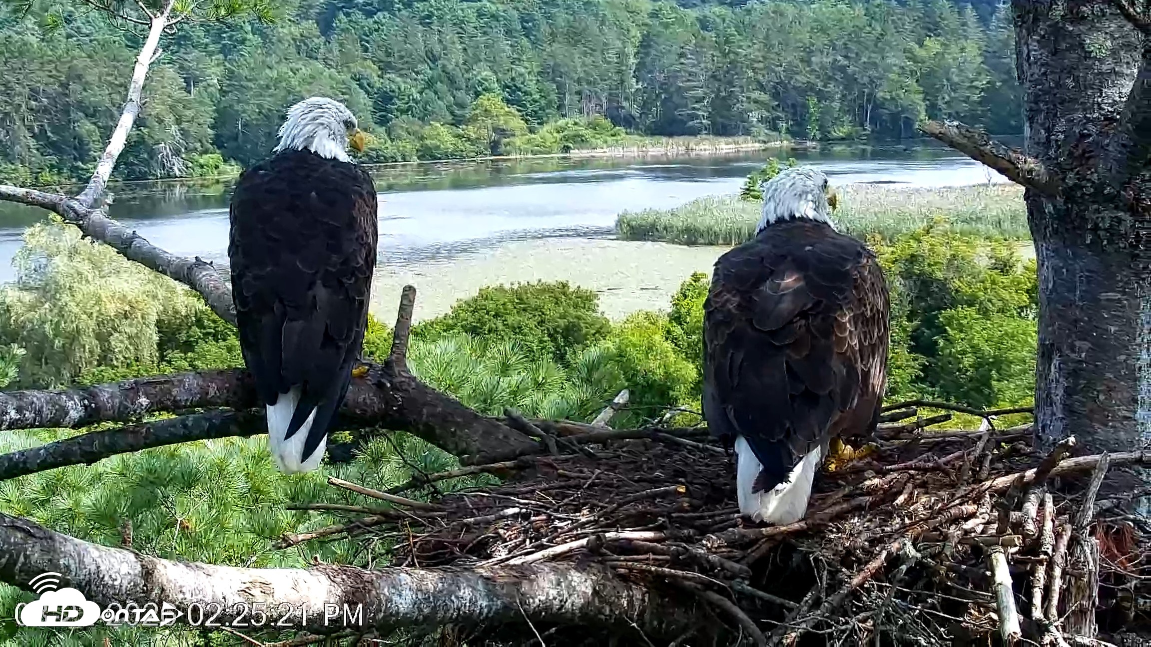 Snapshot of VINS Bald Eagles Nest Live Cams taken Aug 22, 2026, 2:26pm EDT