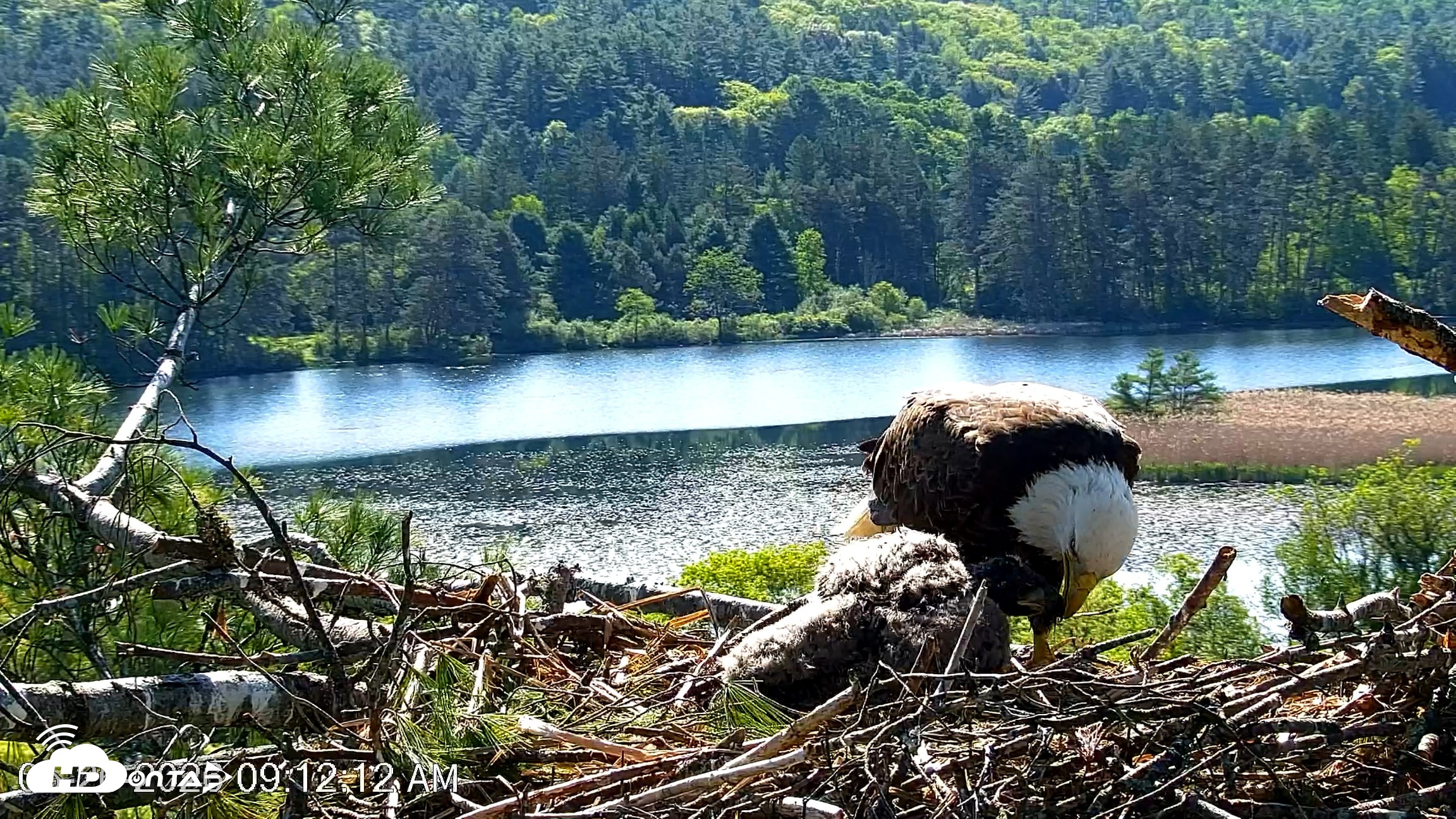 Snapshot of VINS Bald Eagles Nest Live Cams taken May 26, 2026, 9:12am EDT