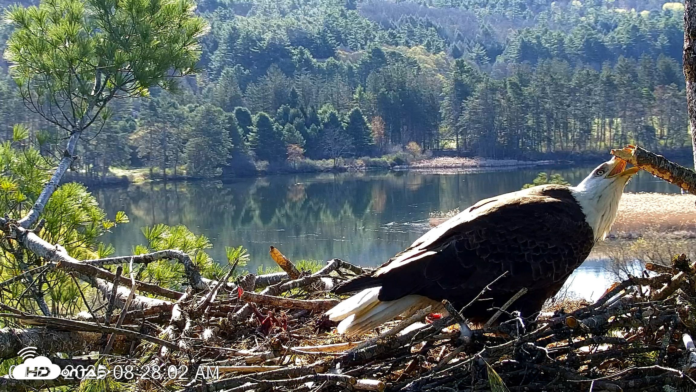 Snapshot of VINS Bald Eagles Nest Live Cams taken Apr 28, 2026, 8:28am EDT