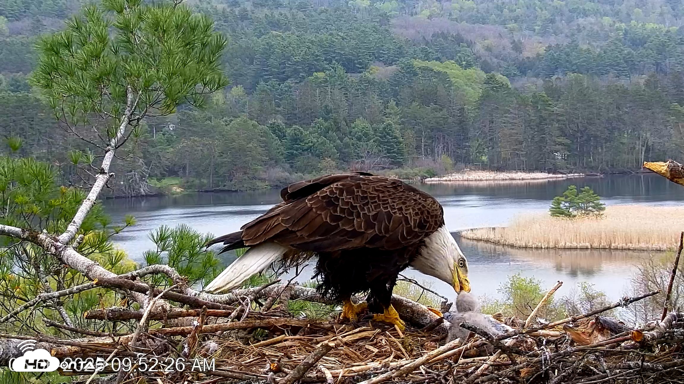 Snapshot of VINS Bald Eagles Nest Live Cams taken May 6, 2026, 9:53am EDT