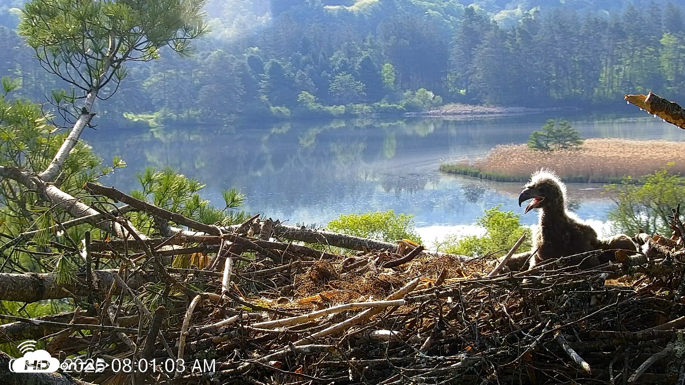 Snapshot of VINS Bald Eagles Nest Live Cams taken May 19, 2026, 8:01am EDT