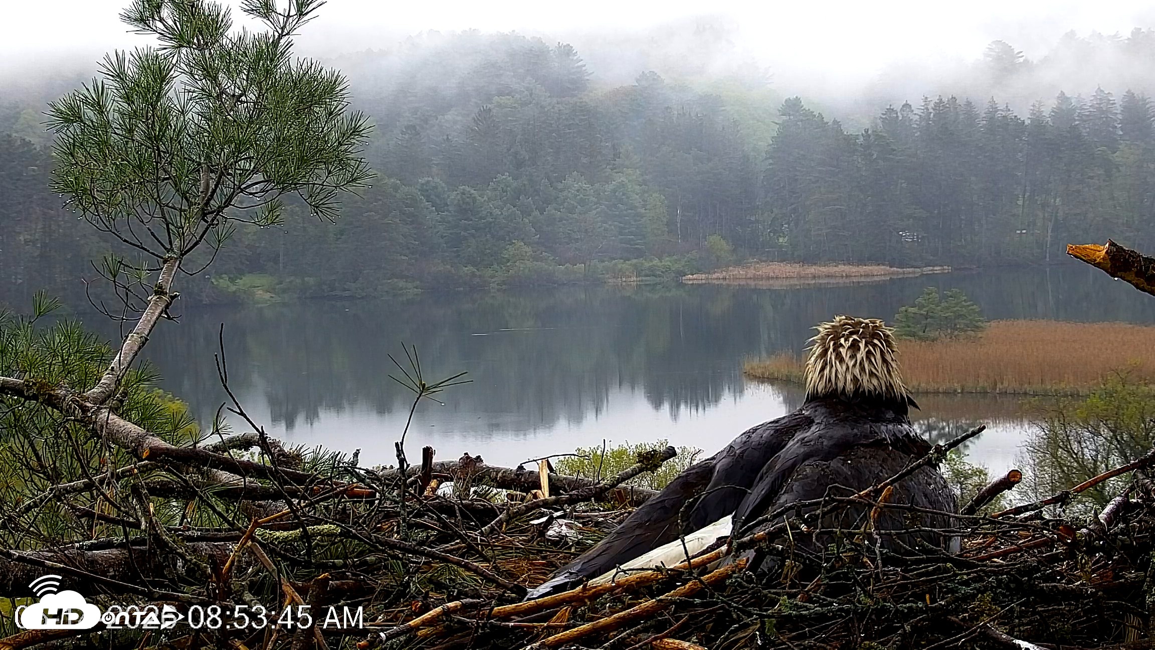 Snapshot of VINS Bald Eagles Nest Live Cams taken May 14, 2026, 8:54am EDT