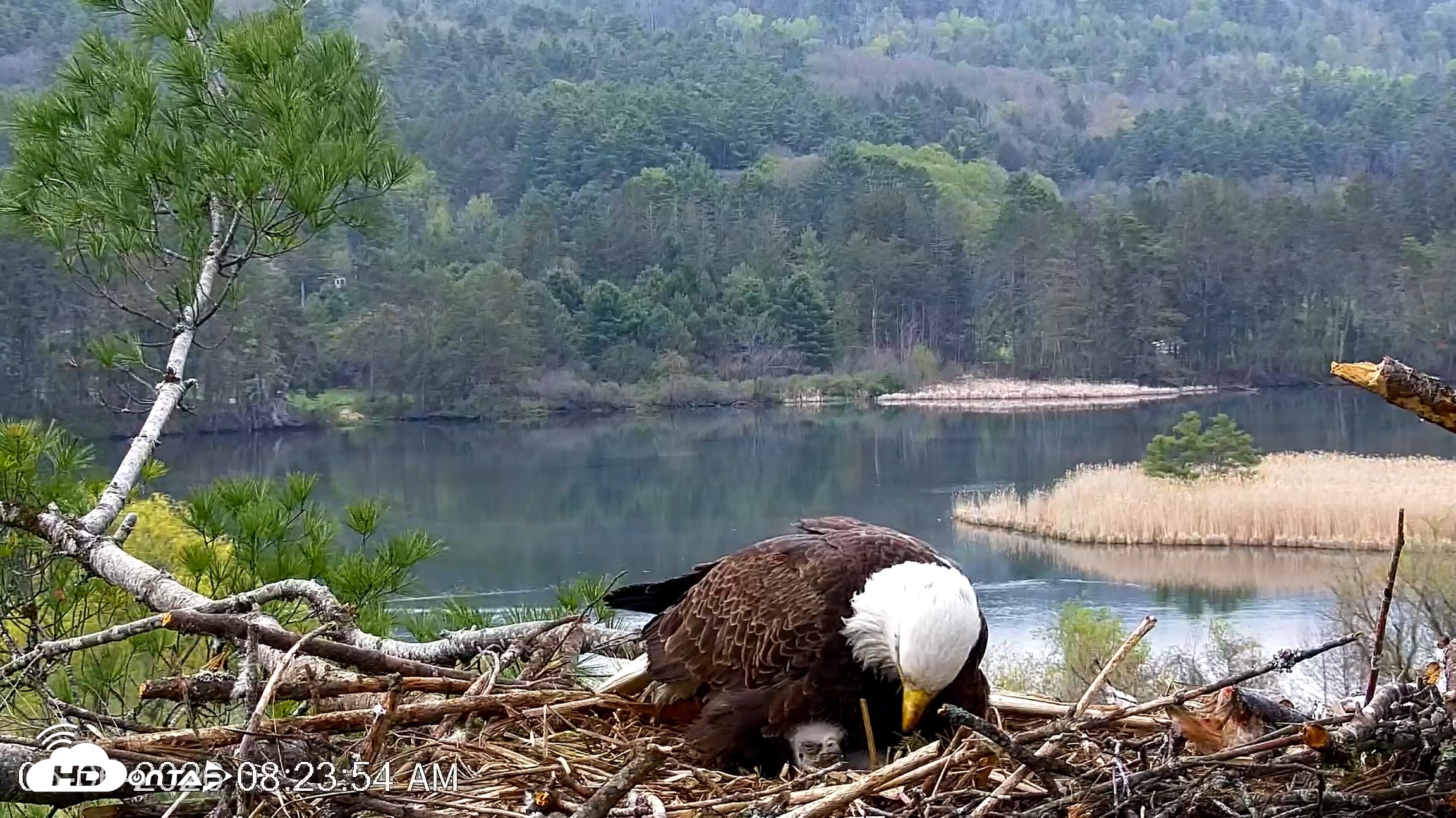 Snapshot of VINS Bald Eagles Nest Live Cams taken May 6, 2026, 8:24am EDT