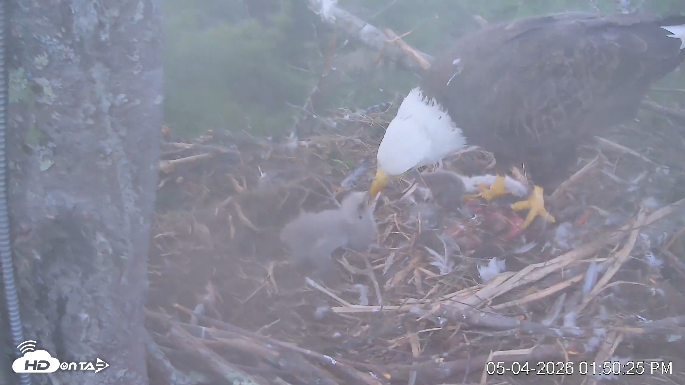 Snapshot of VINS Bald Eagles Nest Live Cams taken May 4, 2026, 1:51pm EDT
