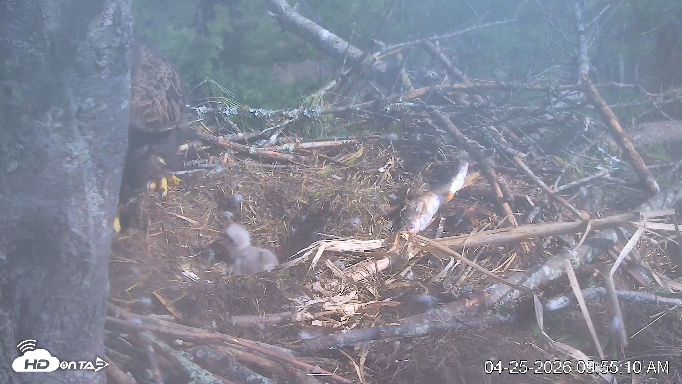 Snapshot of VINS Bald Eagles Nest Live Cams taken Apr 25, 2026, 9:55am EDT