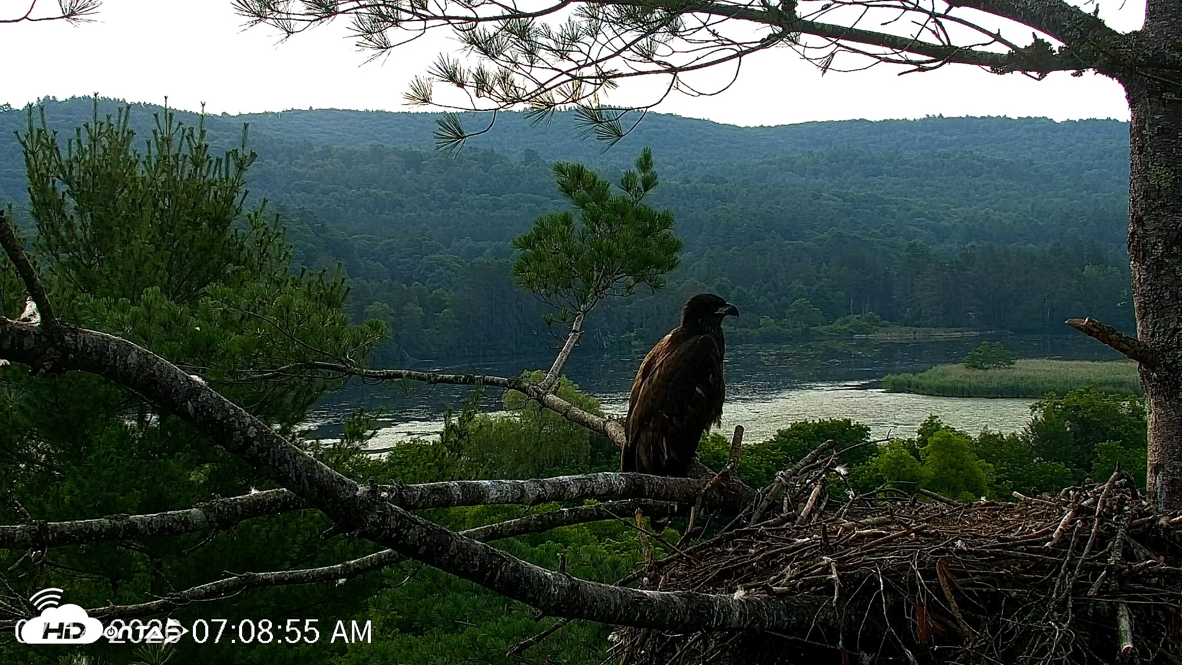 Snapshot of VINS Bald Eagles Nest Live Cams taken Jul 14, 2026, 7:09am EDT