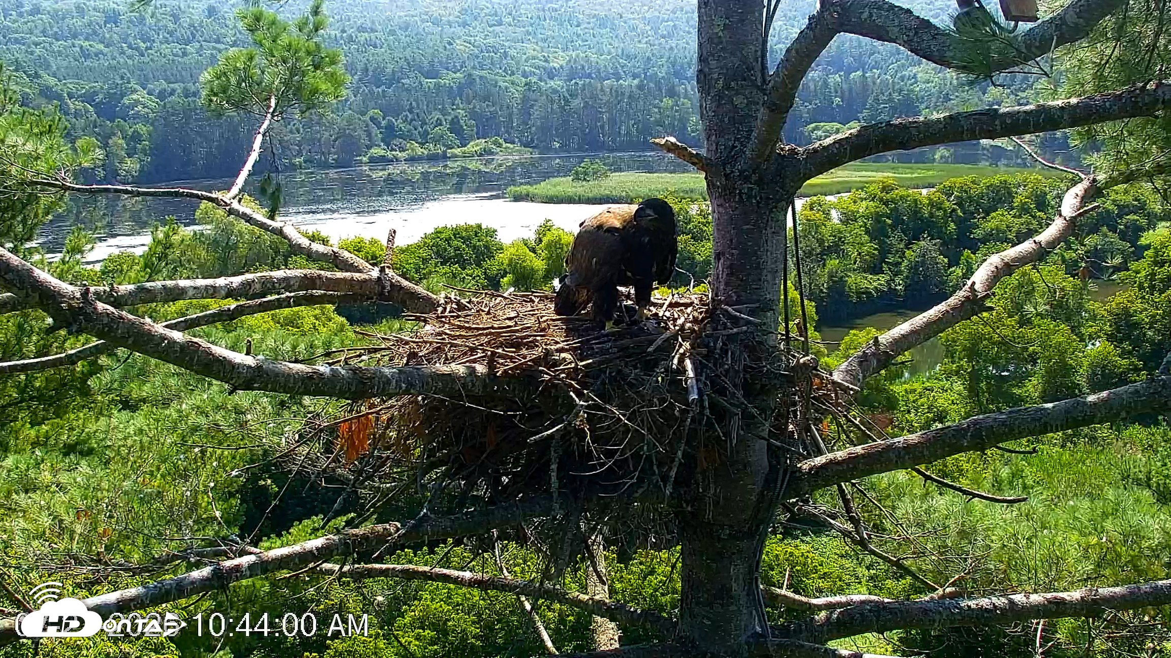 Snapshot of VINS Bald Eagles Nest Live Cams taken Jul 27, 2026, 10:44am EDT