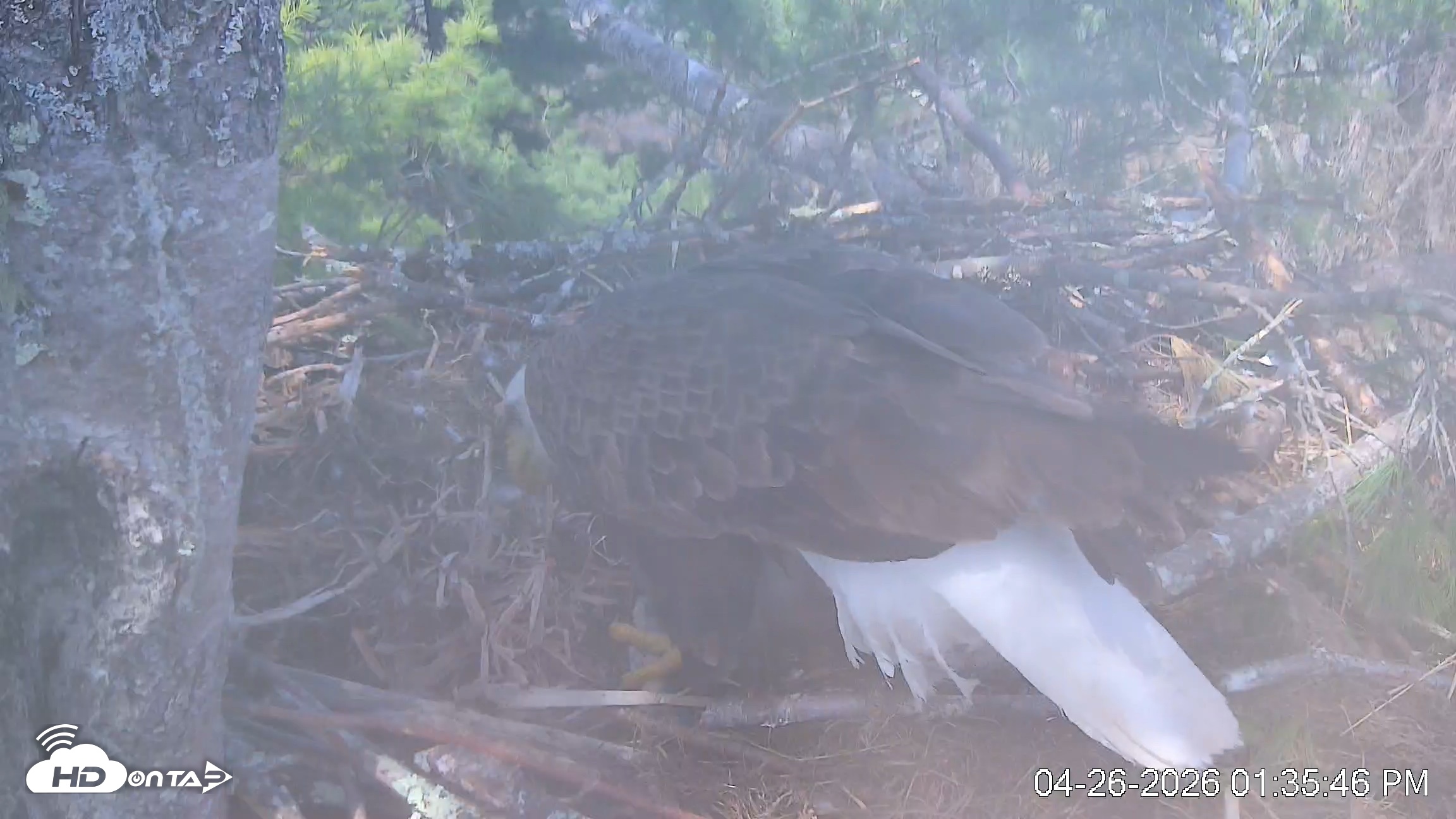 Snapshot of VINS Bald Eagles Nest Live Cams taken Apr 26, 2026, 1:36pm EDT