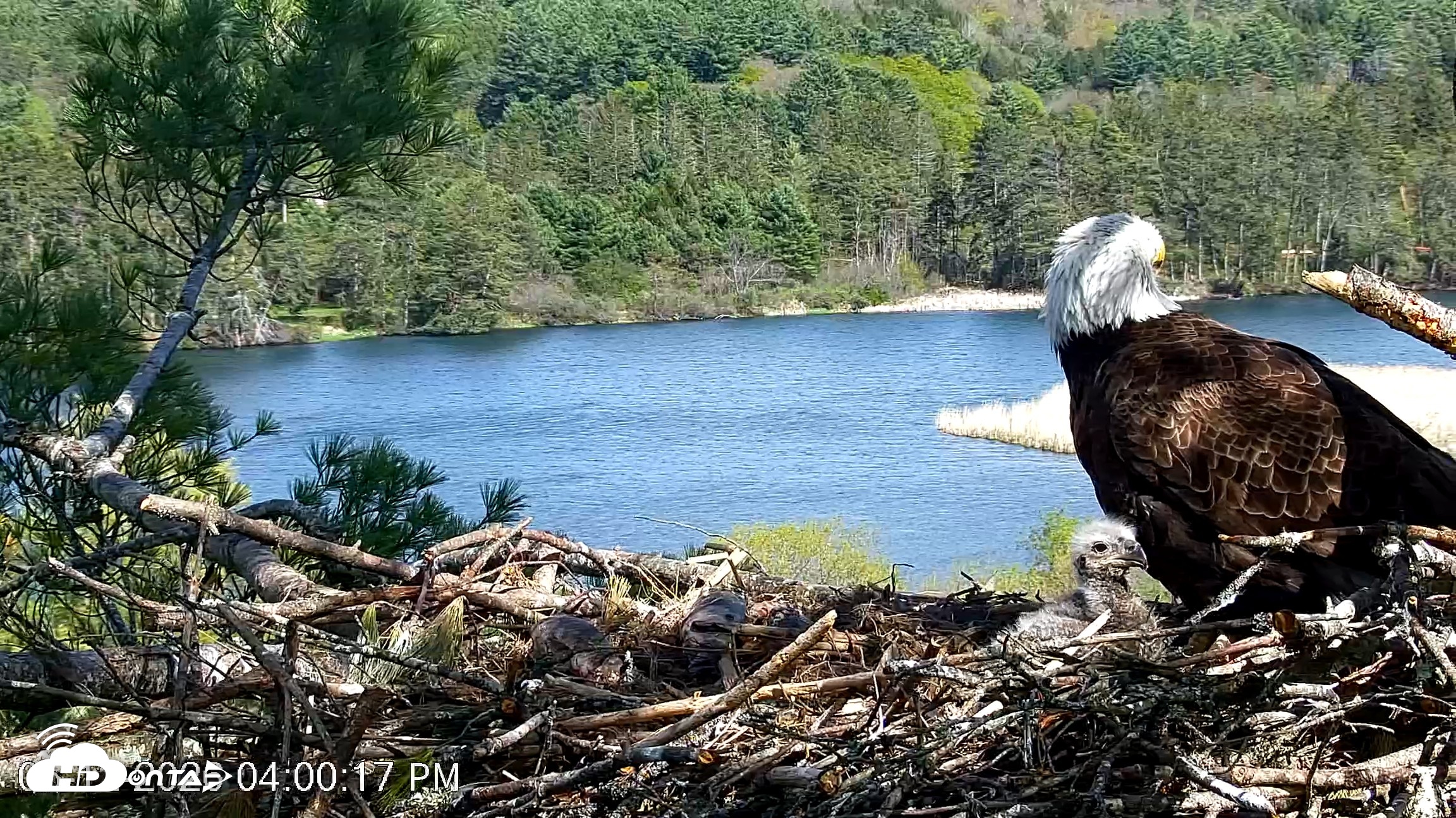 Snapshot of VINS Bald Eagles Nest Live Cams taken May 12, 2026, 4:01pm EDT