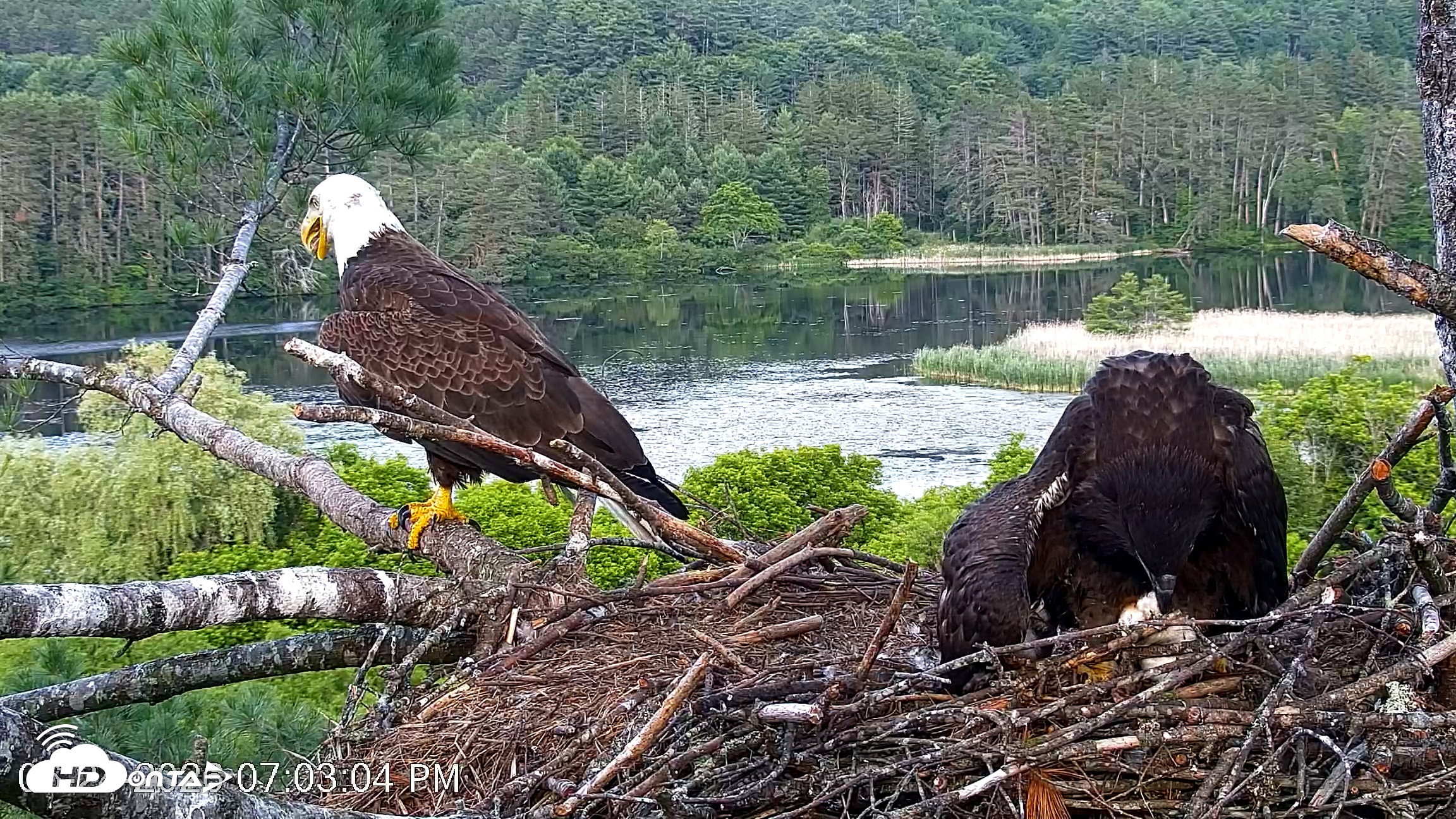 Snapshot of VINS Bald Eagles Nest Live Cams taken Jun 24, 2026, 7:03pm EDT