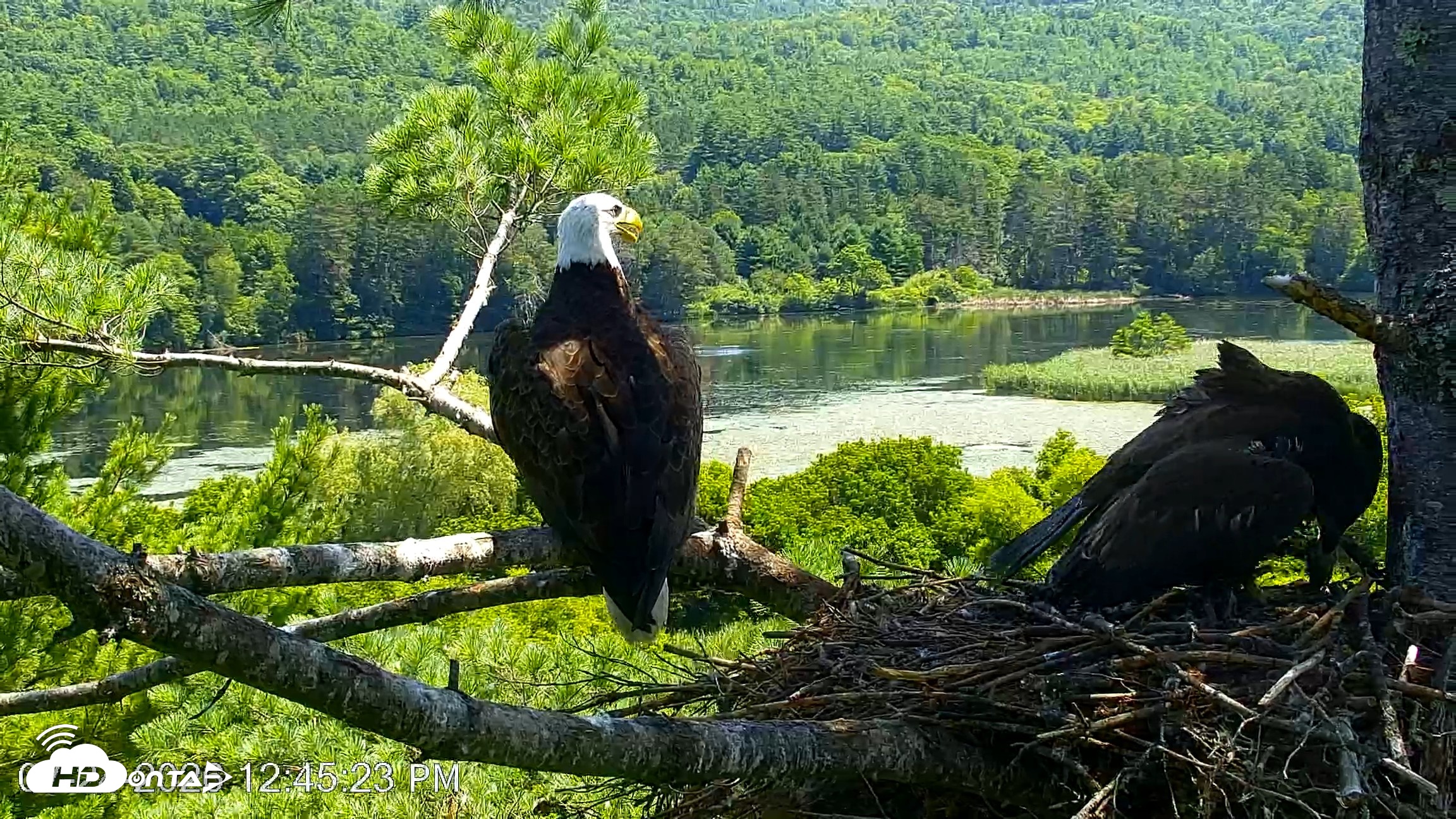 Snapshot of VINS Bald Eagles Nest Live Cams taken Jul 24, 2026, 12:45pm EDT