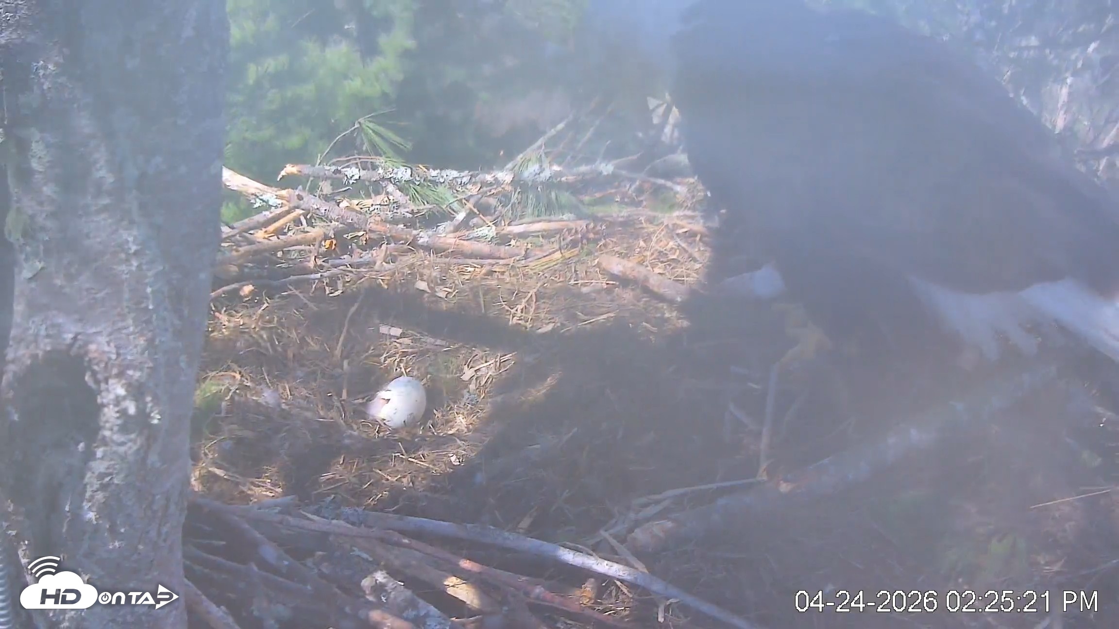 Snapshot of VINS Bald Eagles Nest Live Cams taken Apr 24, 2026, 2:26pm EDT