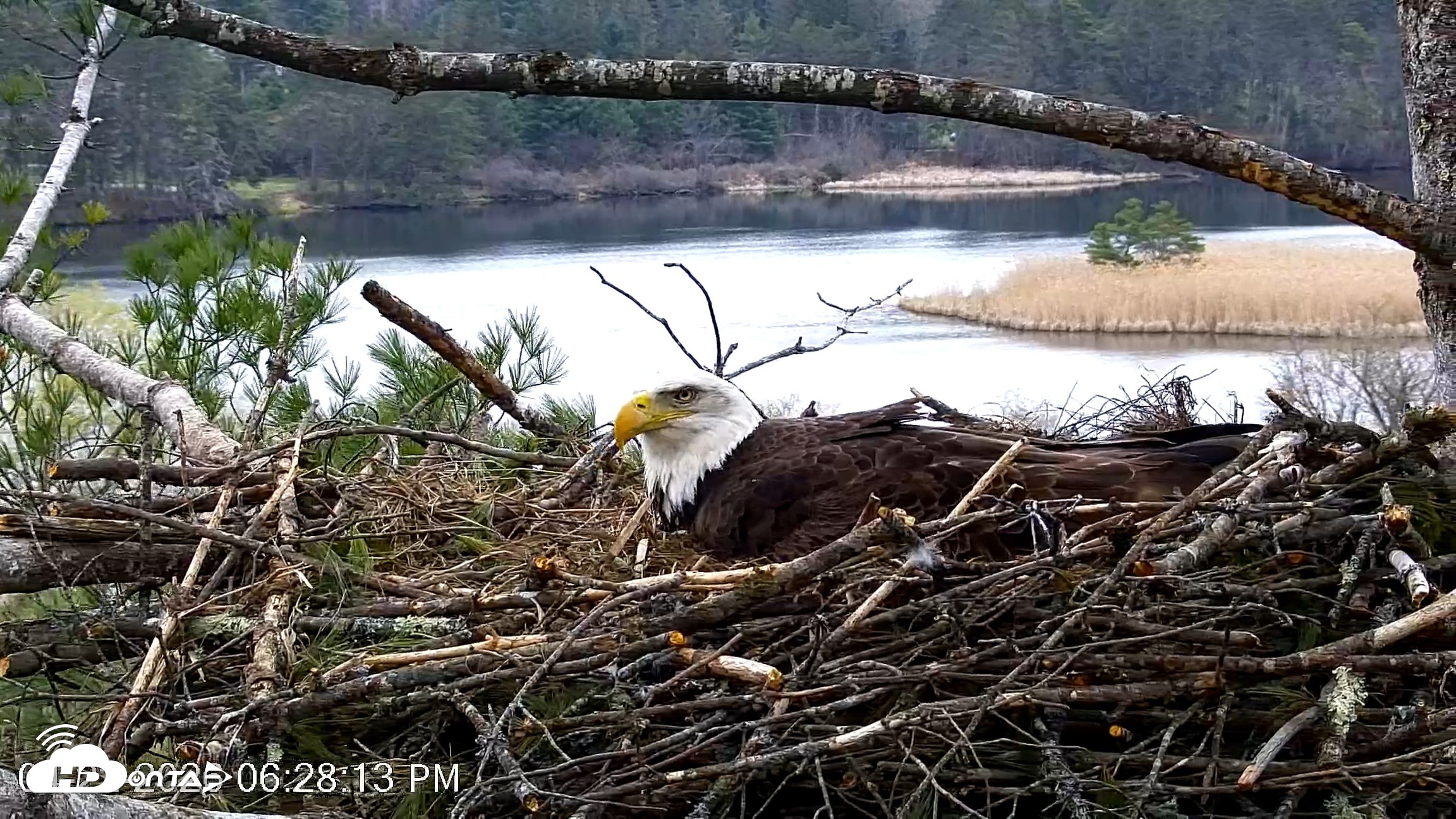 Snapshot of VINS Bald Eagles Nest Live Cams taken Apr 22, 2026, 6:28pm EDT