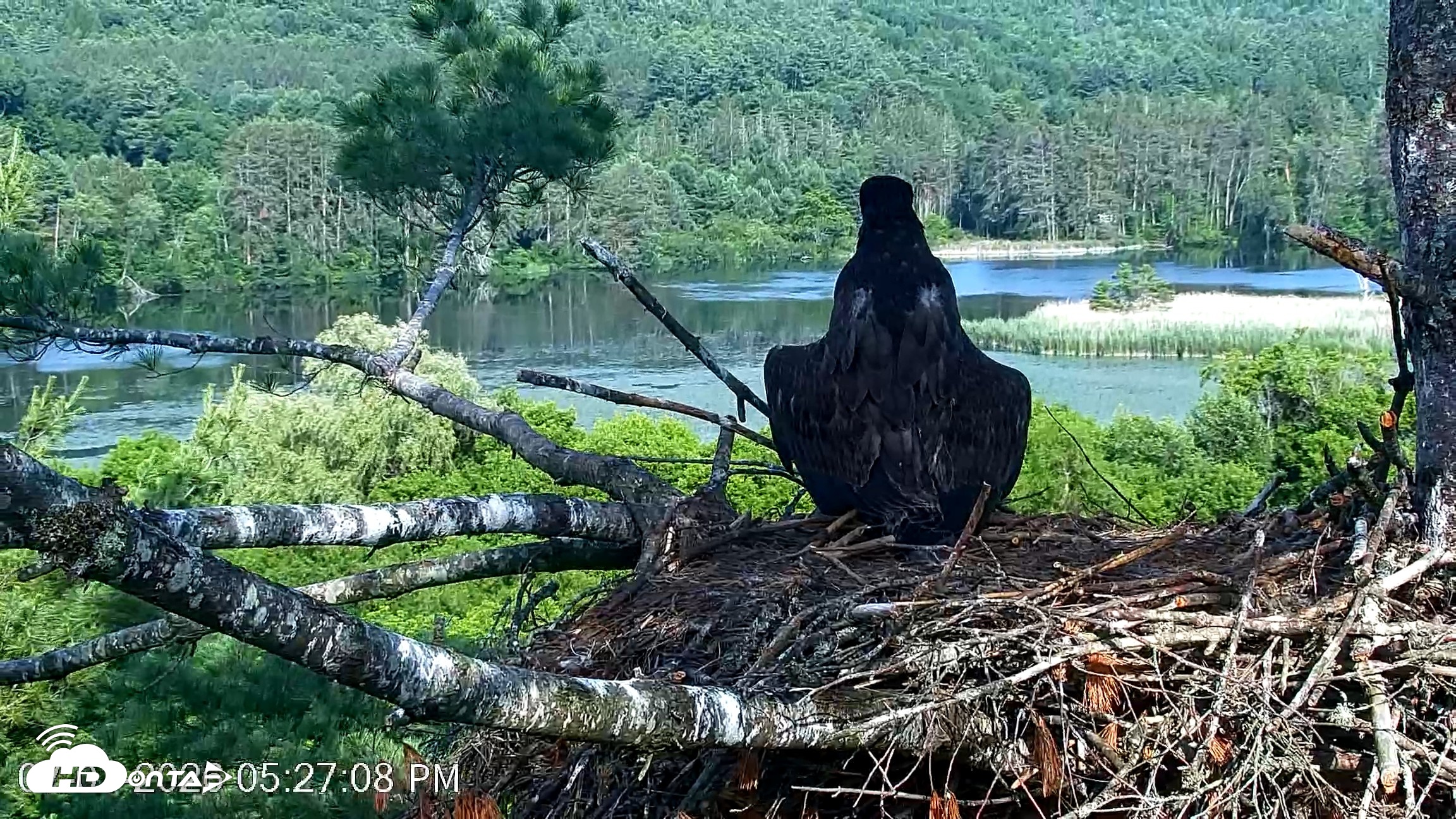 Snapshot of VINS Bald Eagles Nest Live Cams taken Jul 1, 2026, 5:28pm EDT