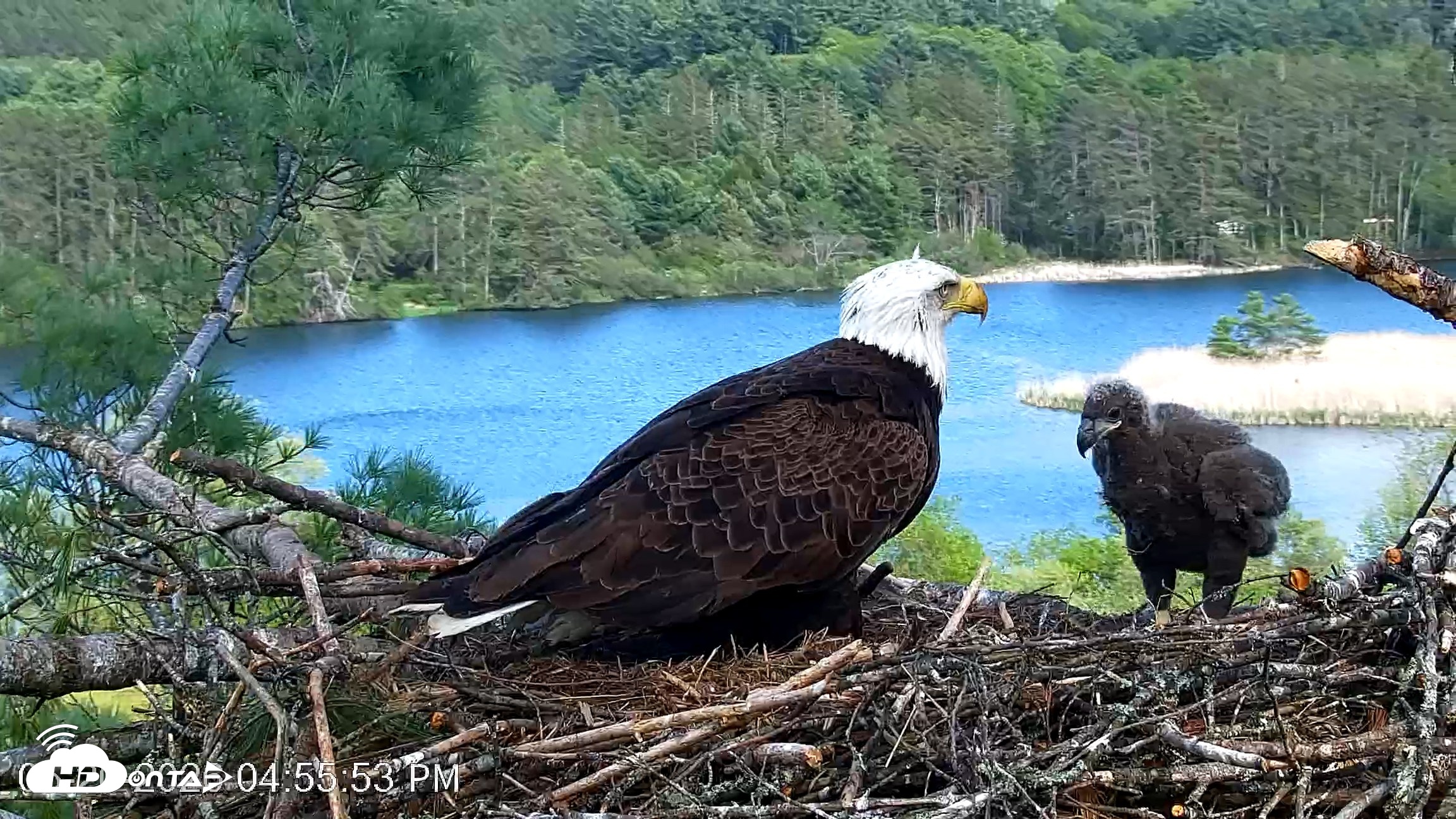 Snapshot of VINS Bald Eagles Nest Live Cams taken May 20, 2026, 4:56pm EDT