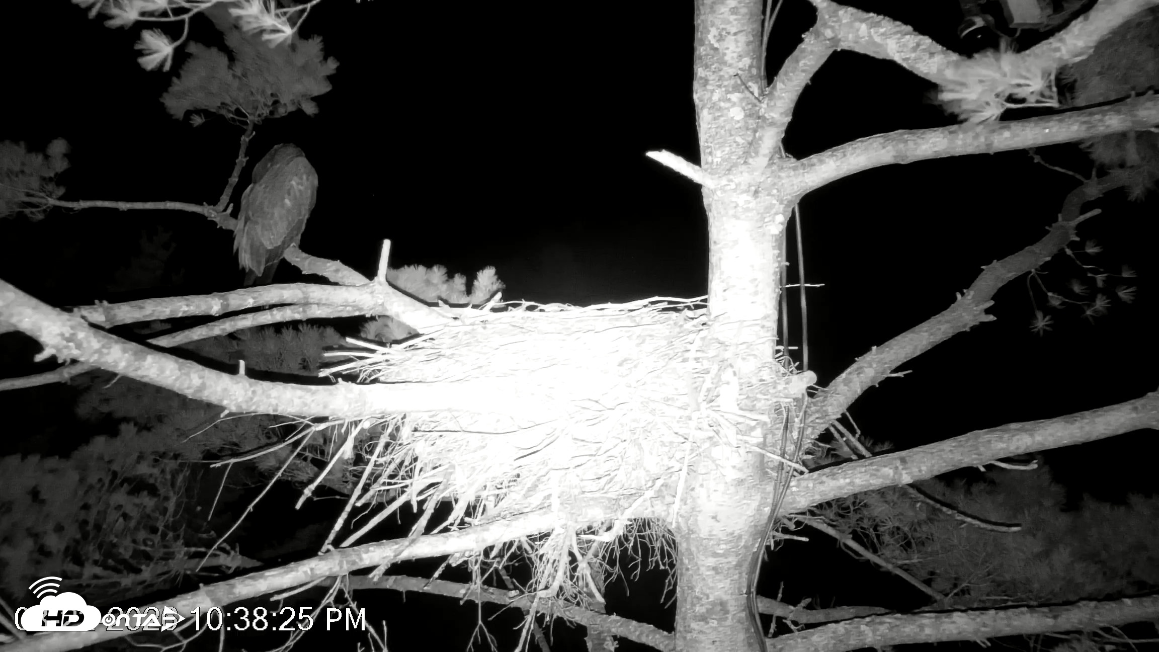 Snapshot of VINS Bald Eagles Nest Live Cams taken Aug 22, 2026, 10:39pm EDT
