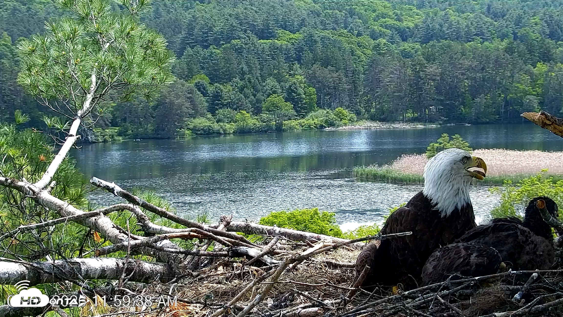 Snapshot of VINS Bald Eagles Nest Live Cams taken Jun 5, 2026, 12:00pm EDT