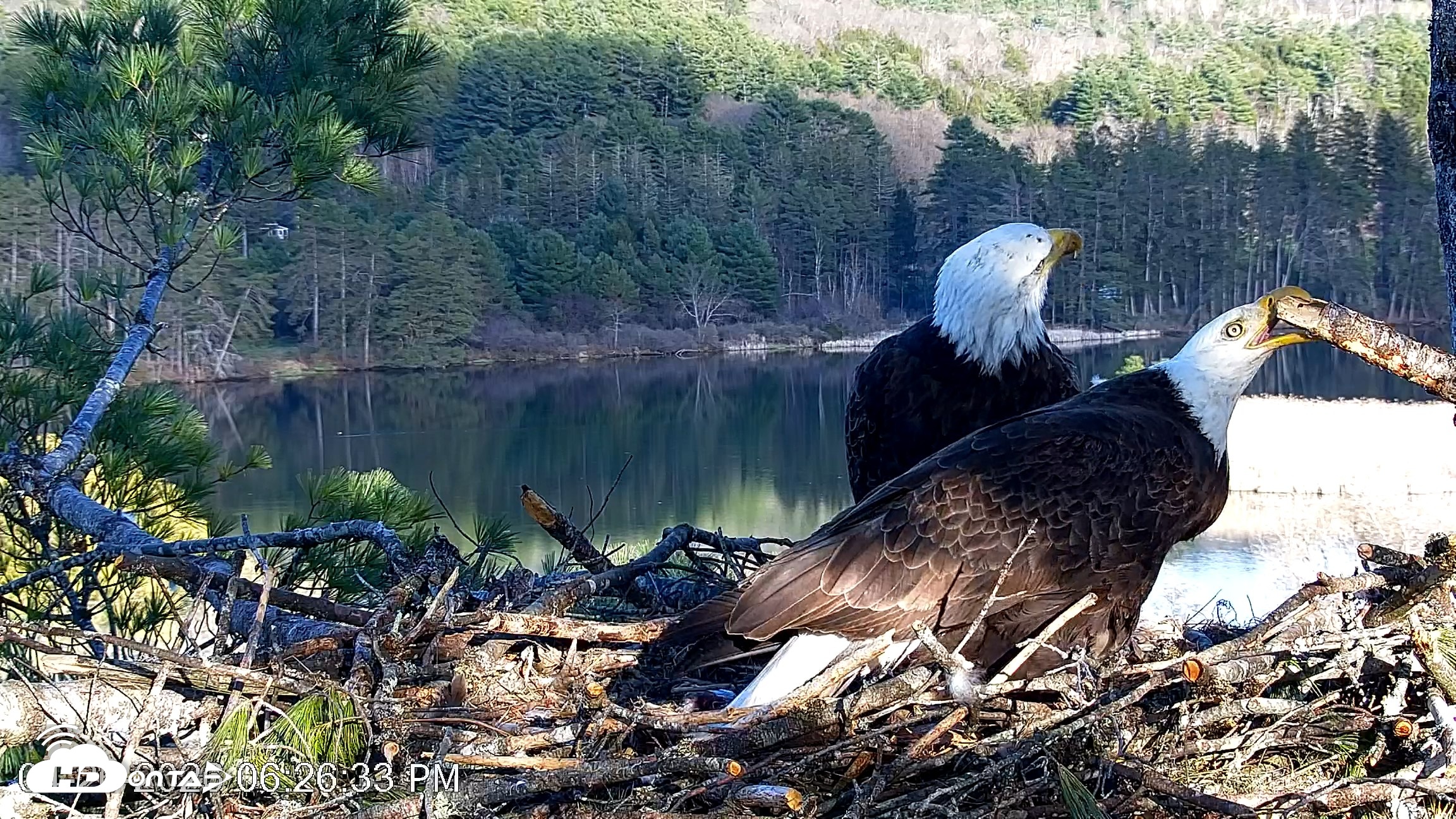 Snapshot of VINS Bald Eagles Nest Live Cams taken Apr 26, 2026, 6:27pm EDT