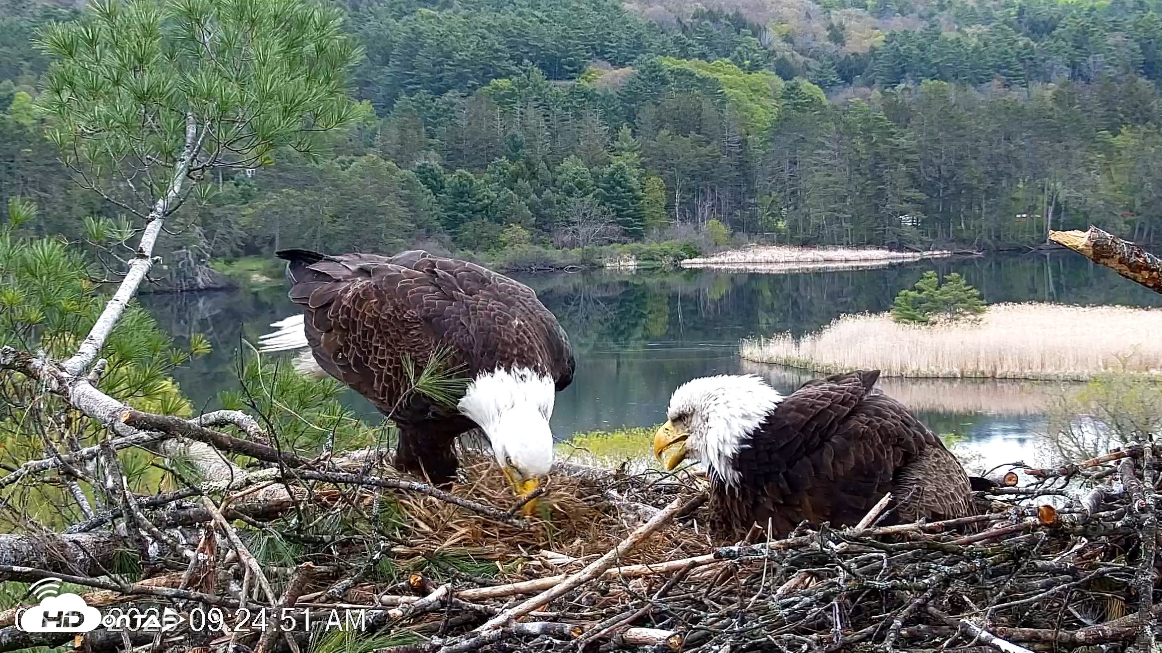 Snapshot of VINS Bald Eagles Nest Live Cams taken May 13, 2026, 9:25am EDT