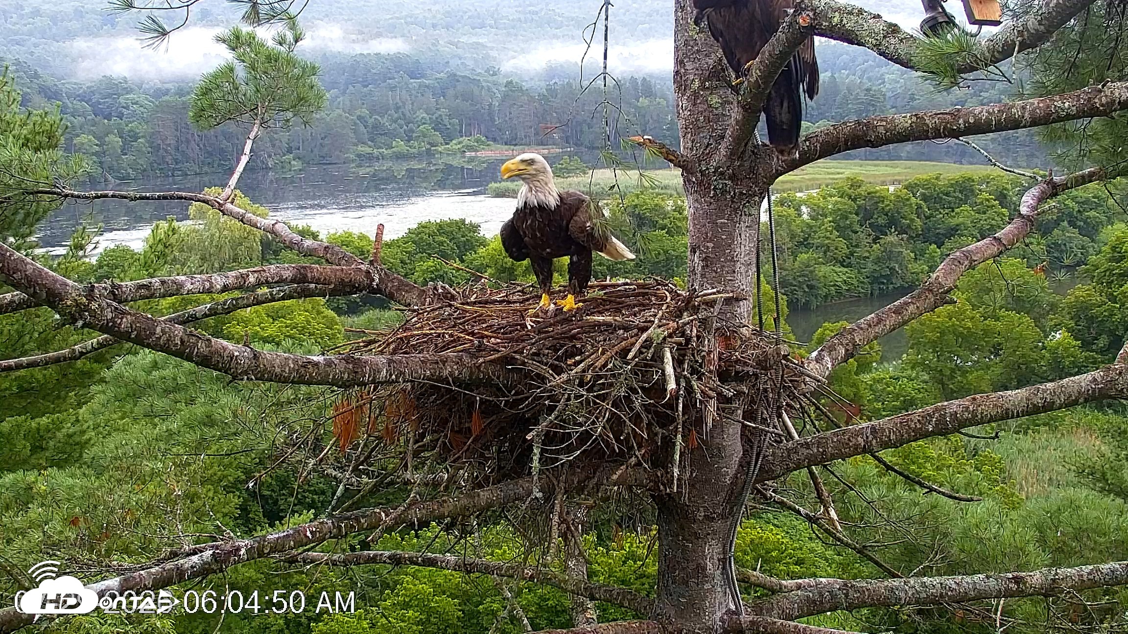 Snapshot of VINS Bald Eagles Nest Live Cams taken Jul 29, 2026, 6:05am EDT