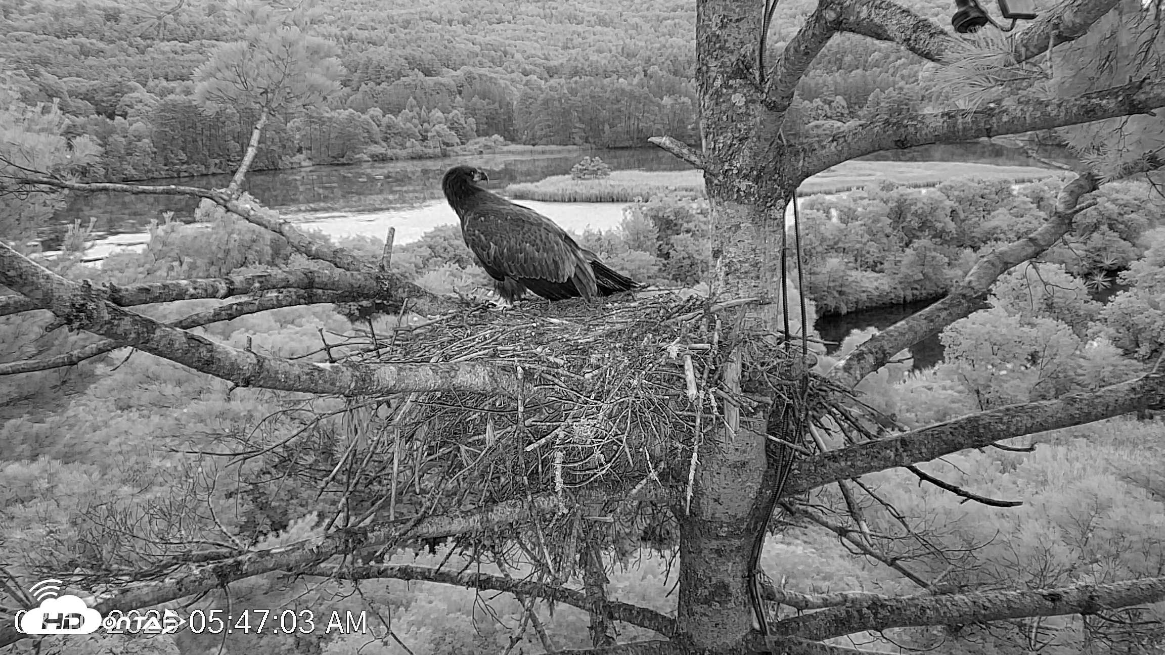 Snapshot of VINS Bald Eagles Nest Live Cams taken Aug 10, 2026, 5:47am EDT