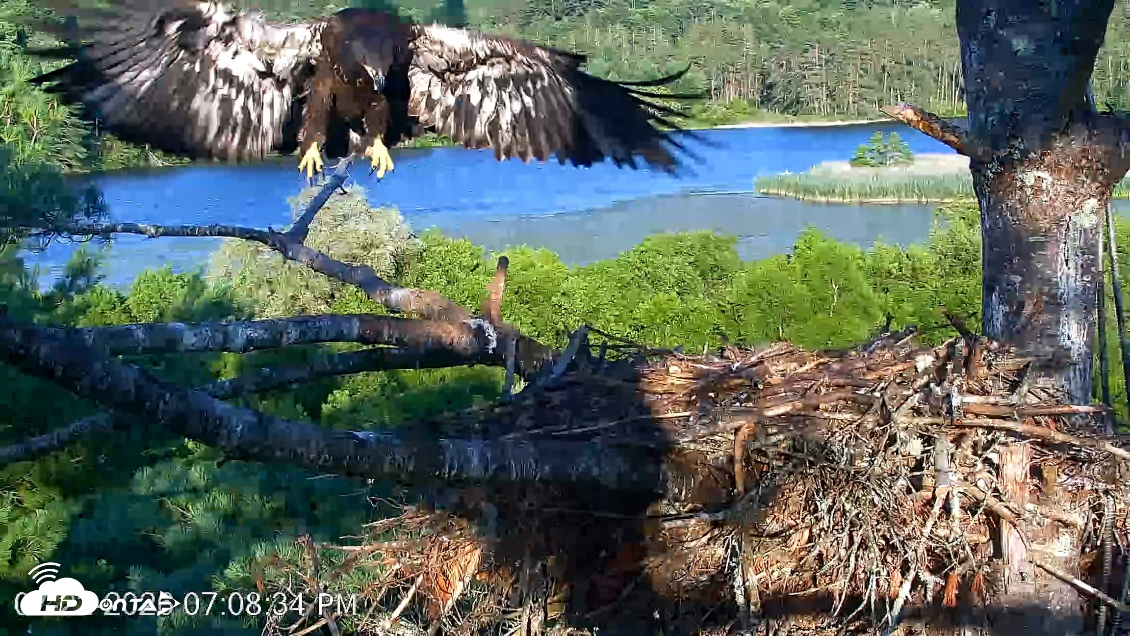 Snapshot of VINS Bald Eagles Nest Live Cams taken Jul 22, 2026, 7:10pm EDT