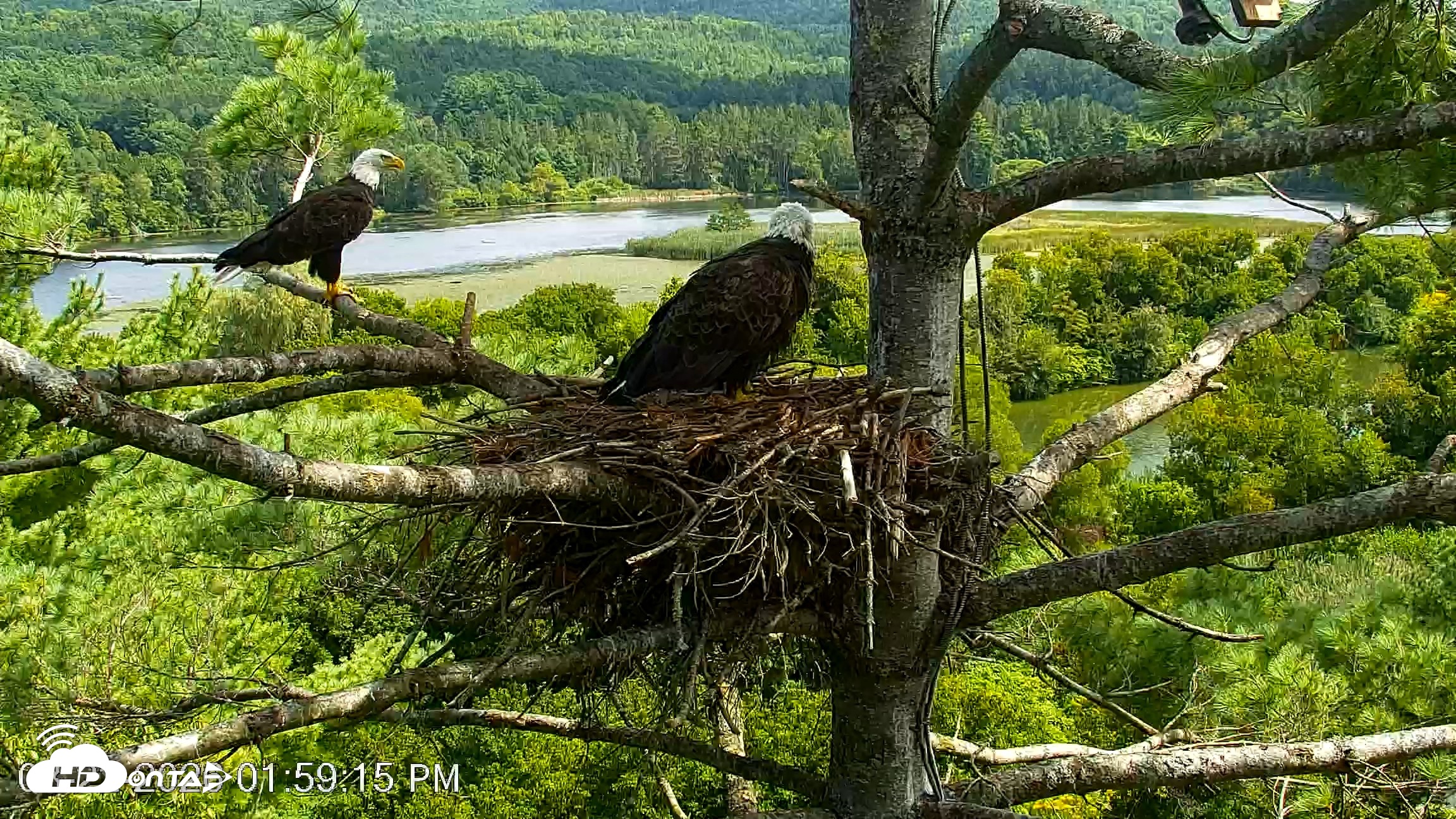 Snapshot of VINS Bald Eagles Nest Live Cams taken Aug 22, 2026, 1:59pm EDT