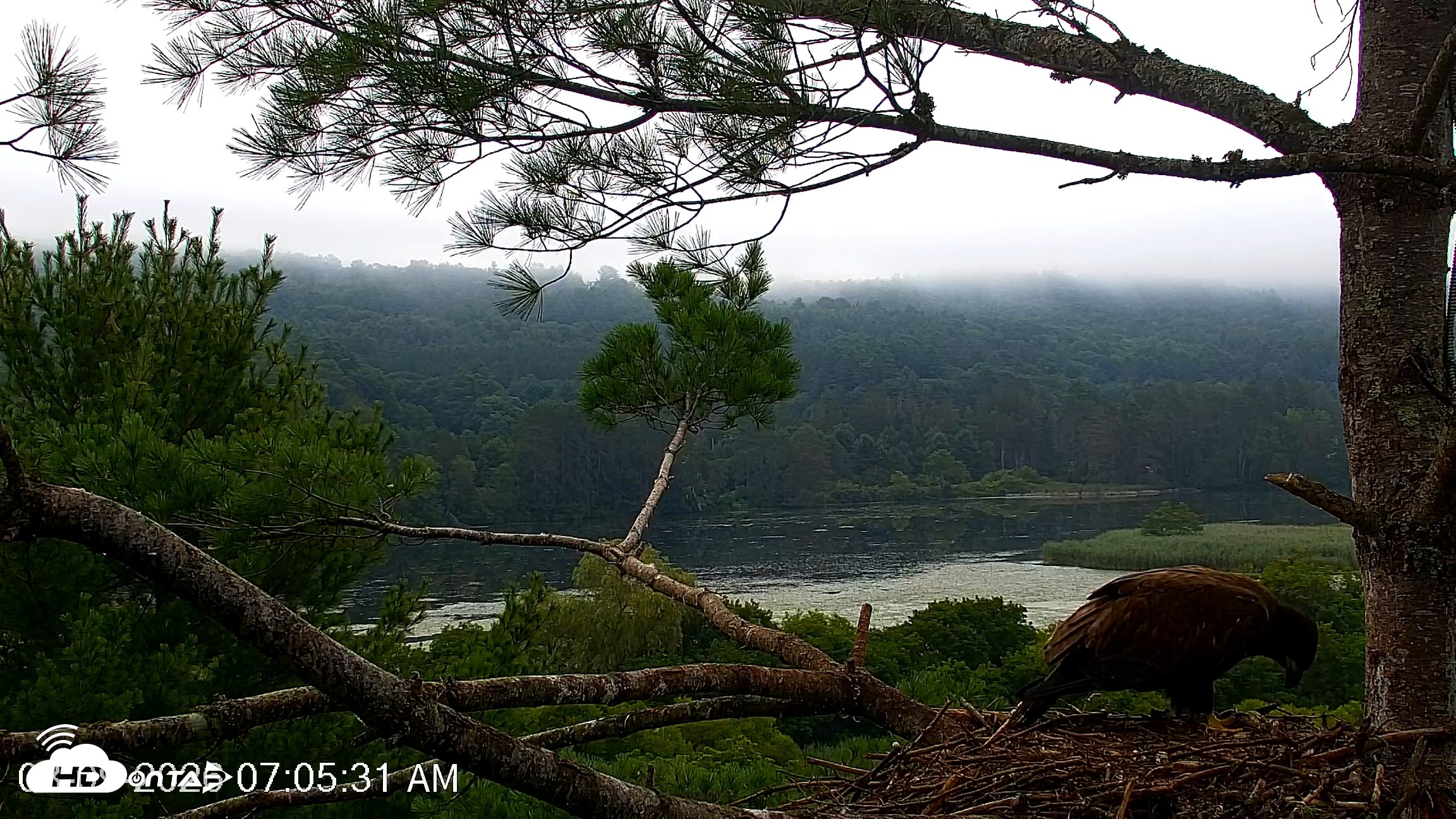 Snapshot of VINS Bald Eagles Nest Live Cams taken Aug 9, 2026, 7:06am EDT