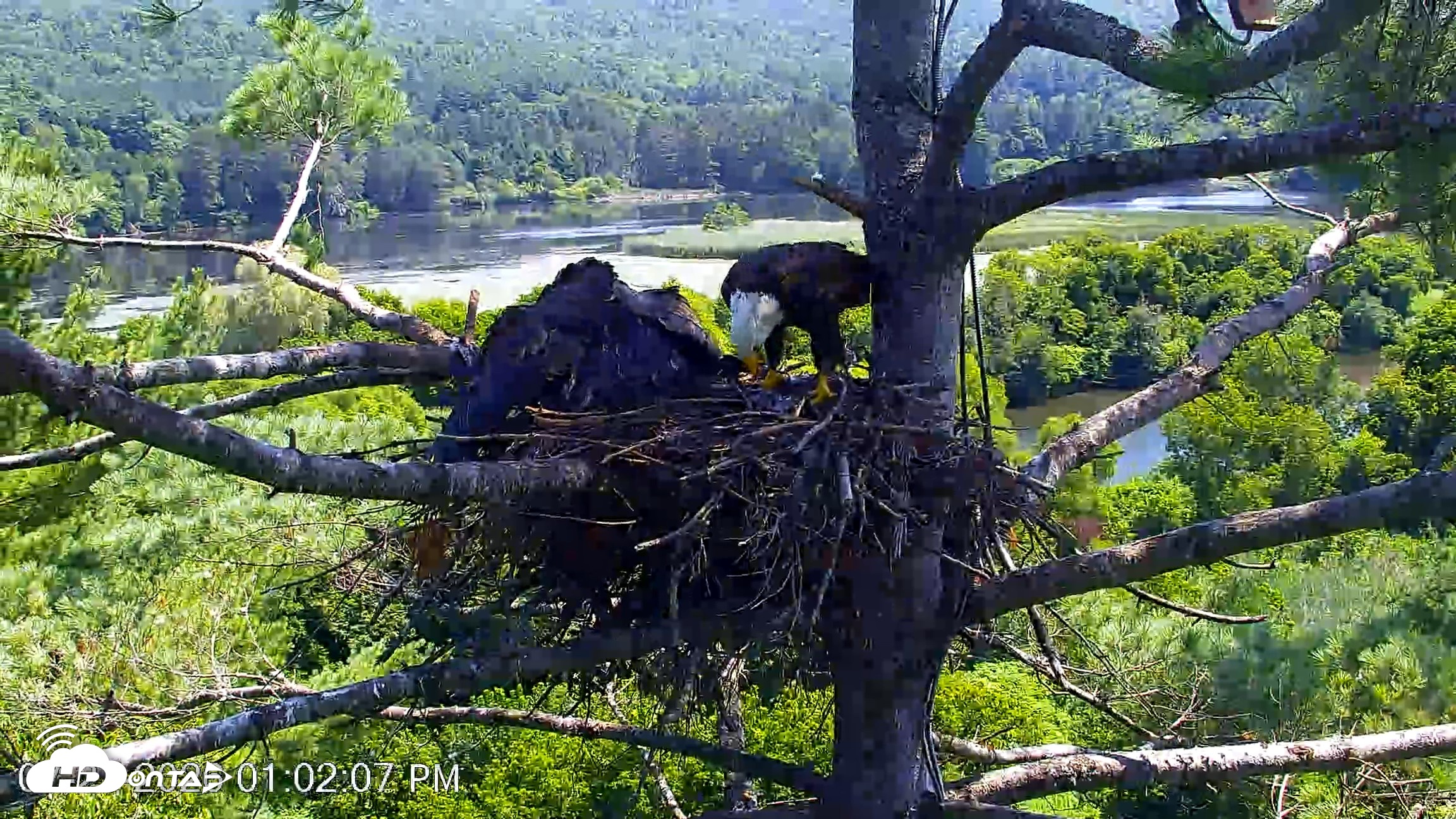 Snapshot of VINS Bald Eagles Nest Live Cams taken Jul 27, 2026, 1:02pm EDT