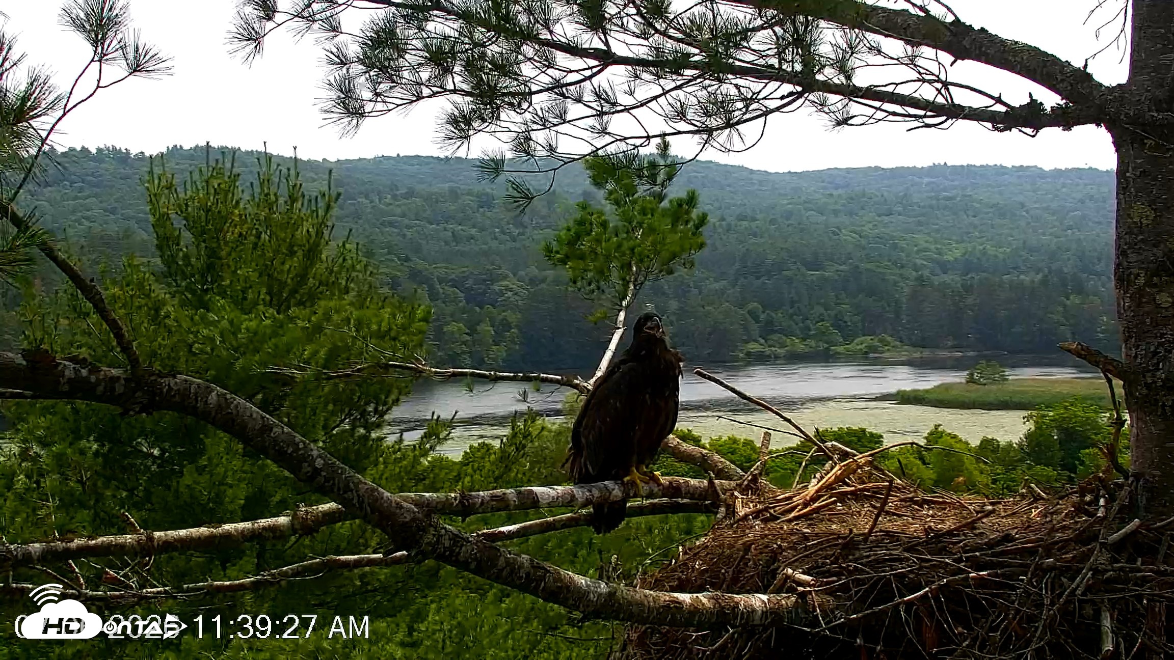 Snapshot of VINS Bald Eagles Nest Live Cams taken Jul 6, 2026, 11:40am EDT
