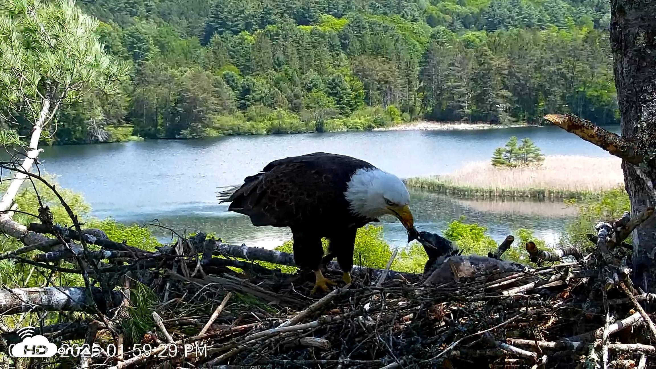 Snapshot of VINS Bald Eagles Nest Live Cams taken May 26, 2026, 2:00pm EDT
