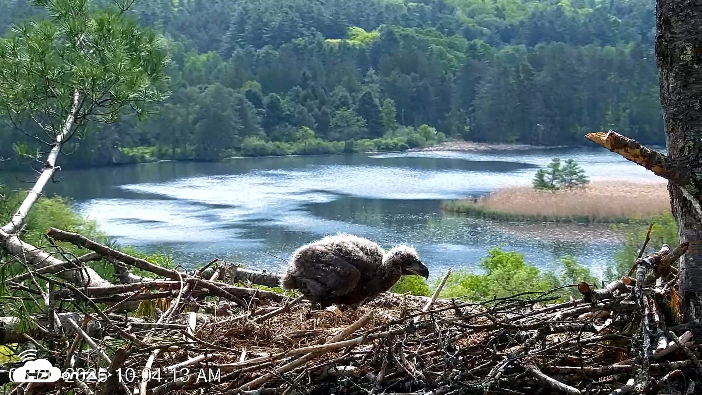 Snapshot of VINS Bald Eagles Nest Live Cams taken May 20, 2026, 10:05am EDT