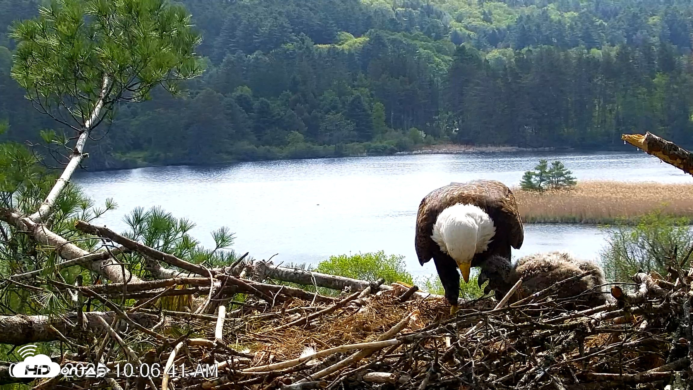 Snapshot of VINS Bald Eagles Nest Live Cams taken May 19, 2026, 10:07am EDT